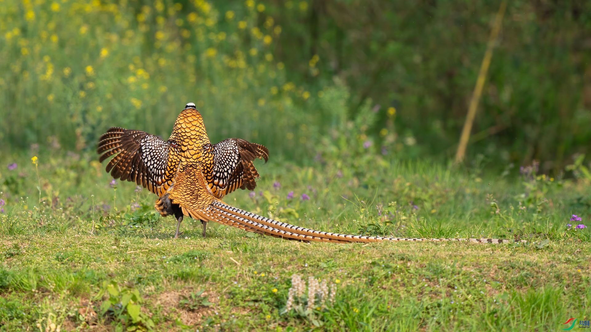 DSC02339 ����.jpg