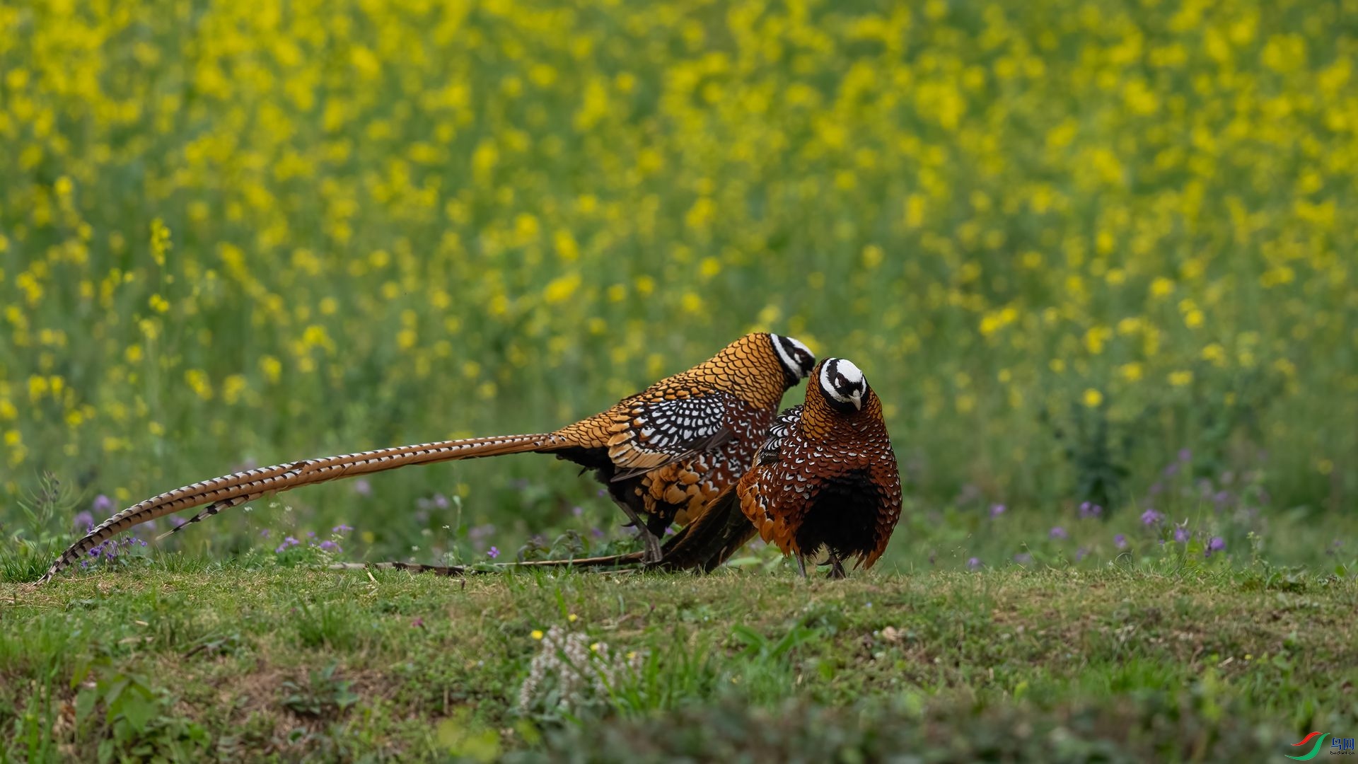 DSC09695 ����.jpg