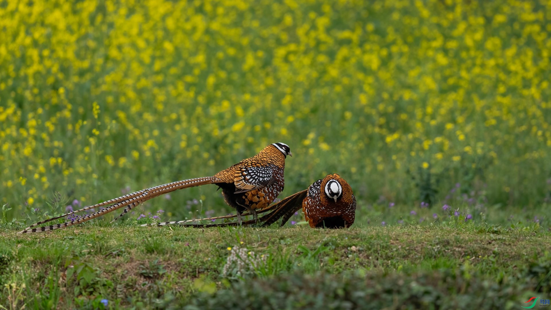 DSC09687 ����.jpg