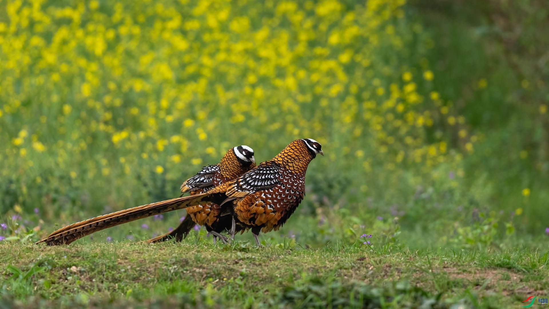 DSC09739 ����.jpg