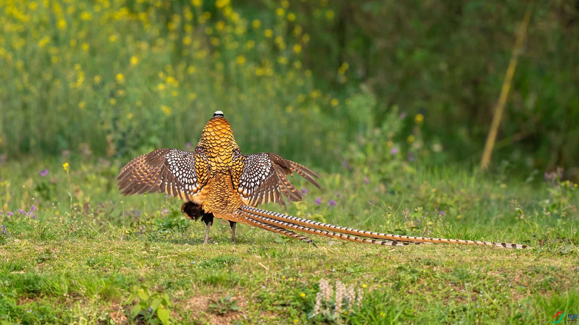 DSC02343 ����.jpg