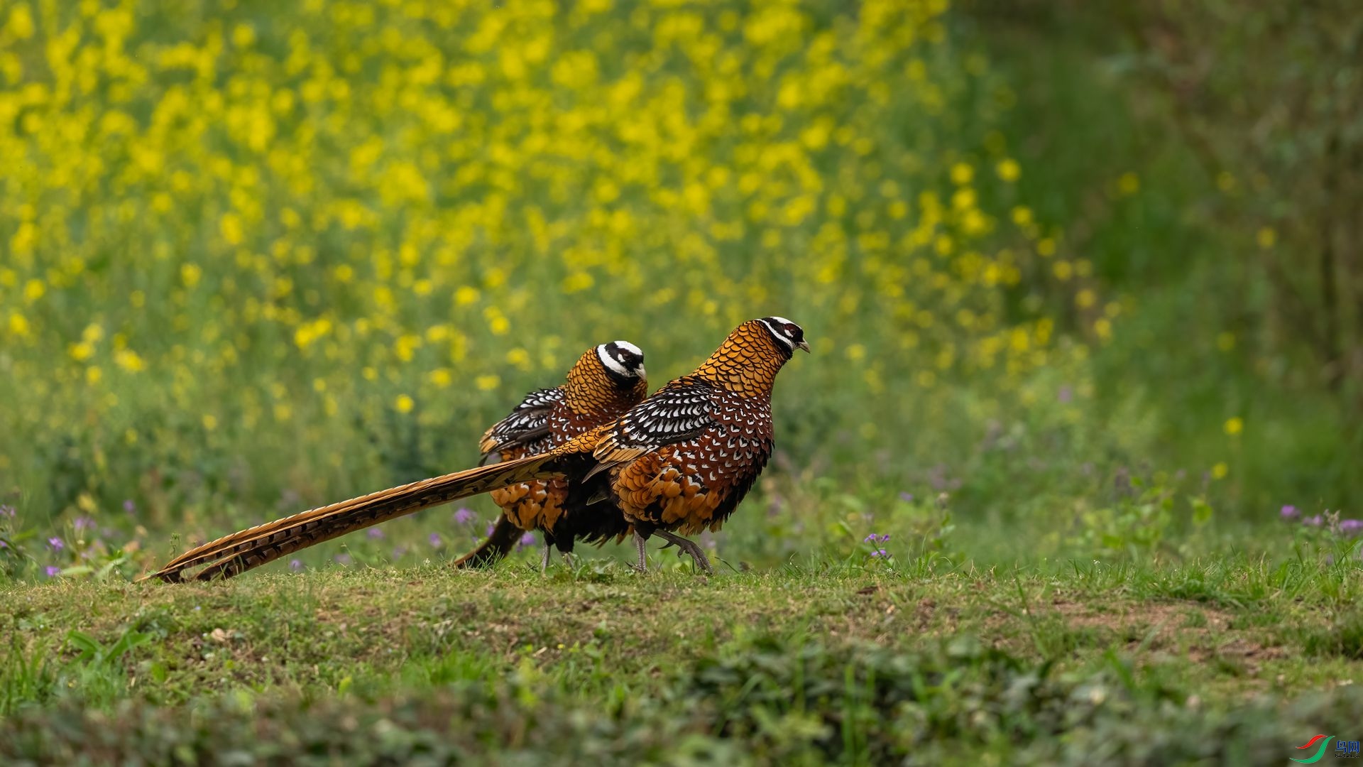 DSC09742 ����.jpg