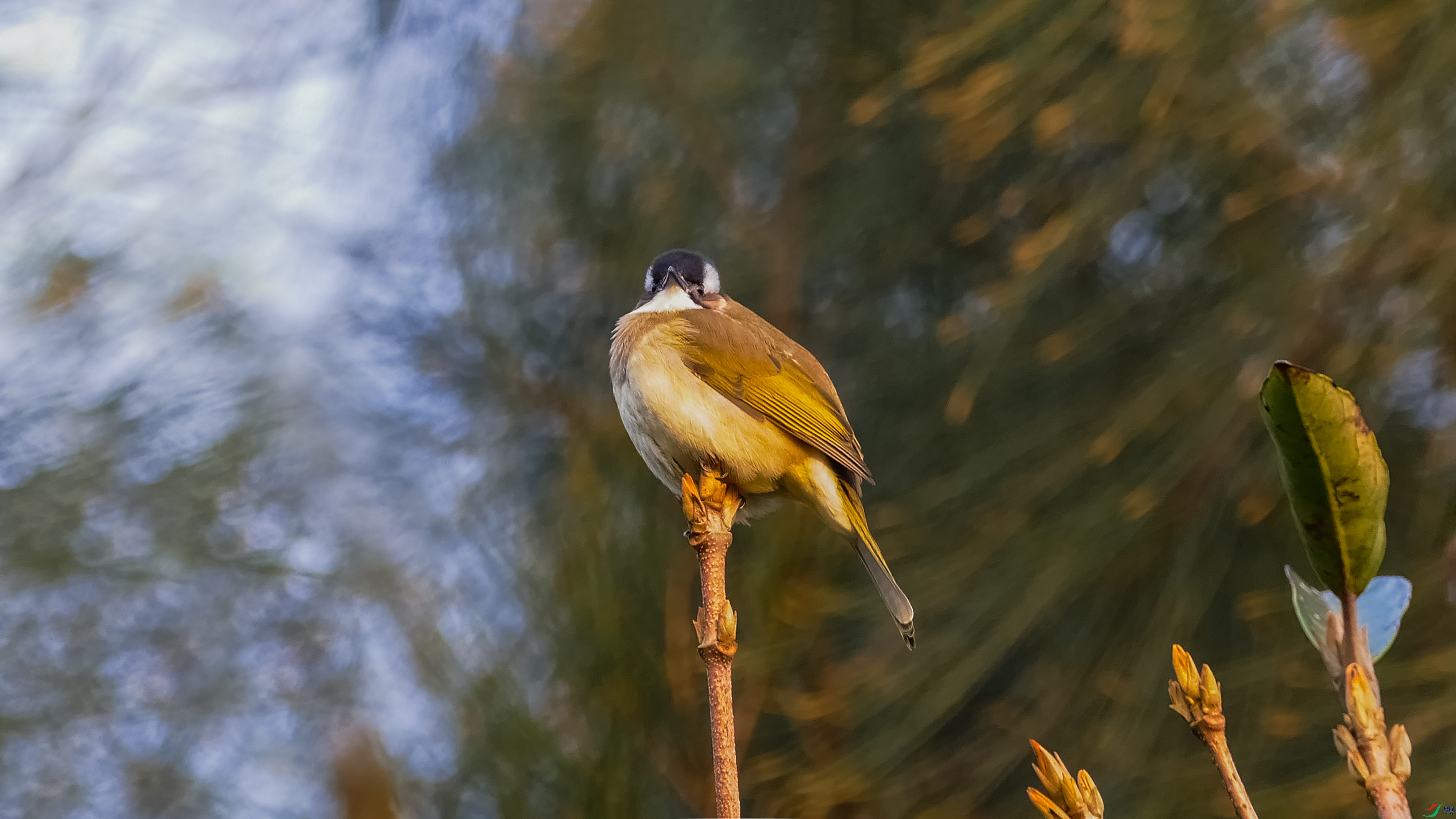 L8250685 ��ͷ�� 33.jpg