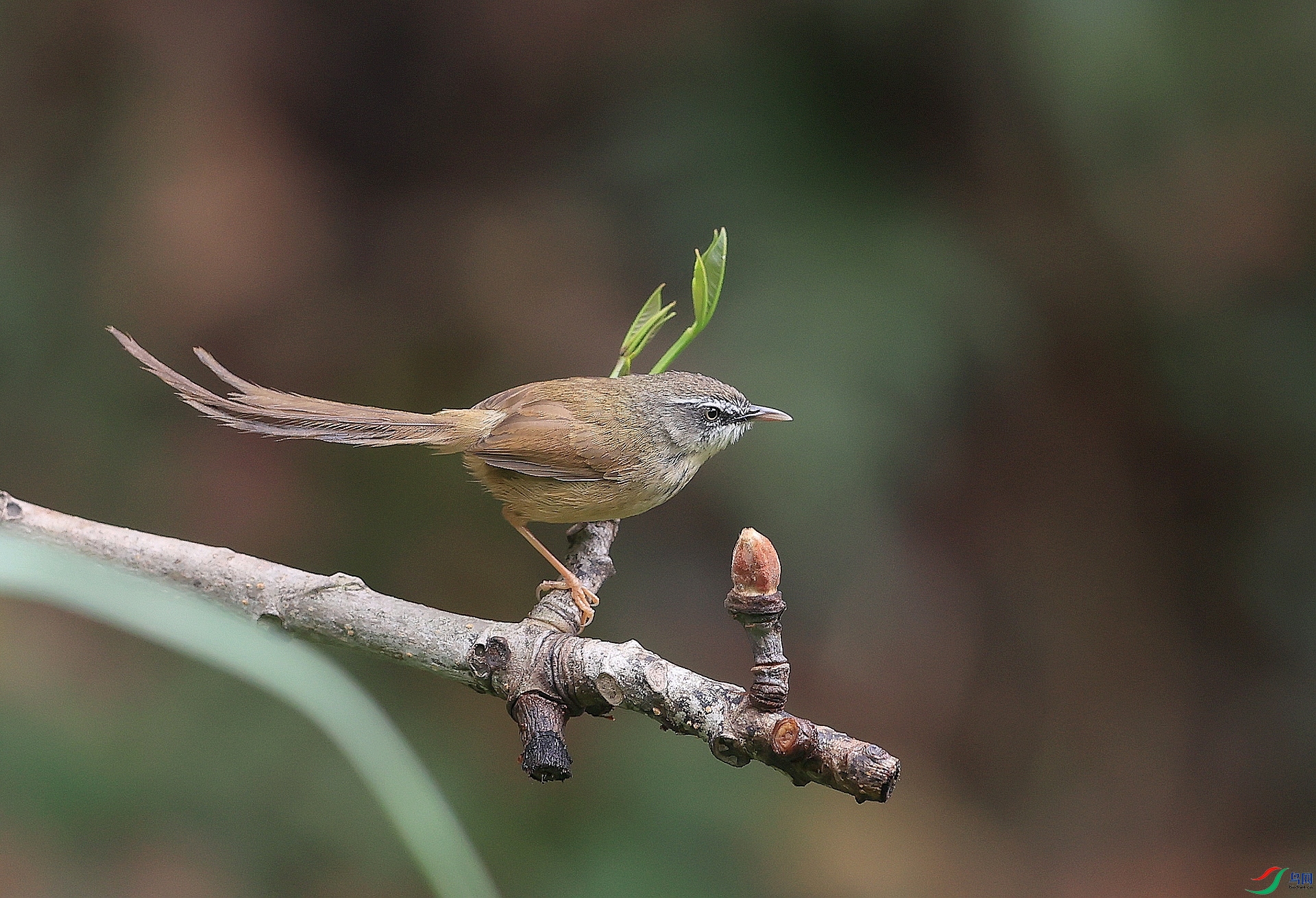 AK1I6603�� ��1.JPG