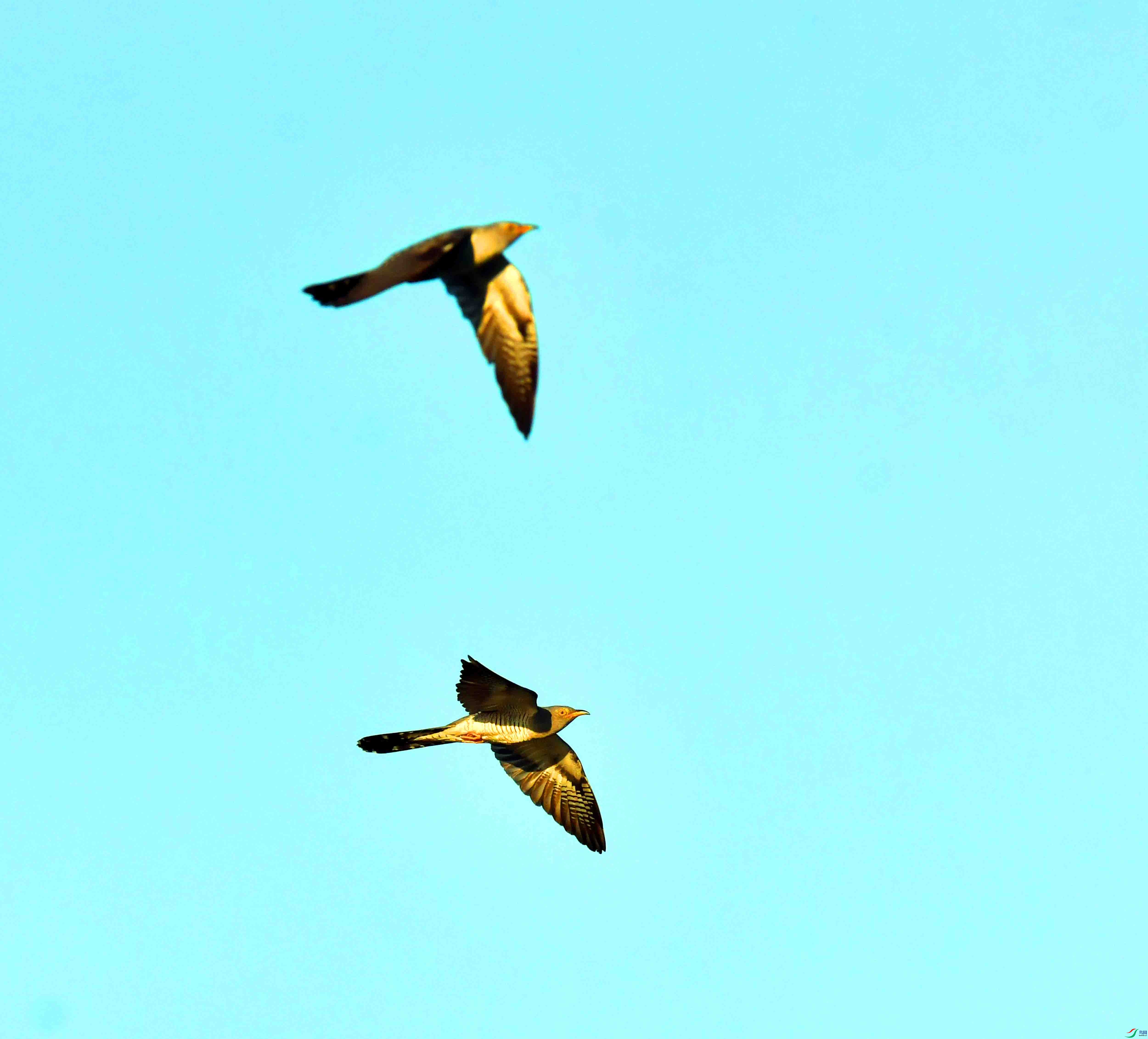 DSC_9285.JPG
