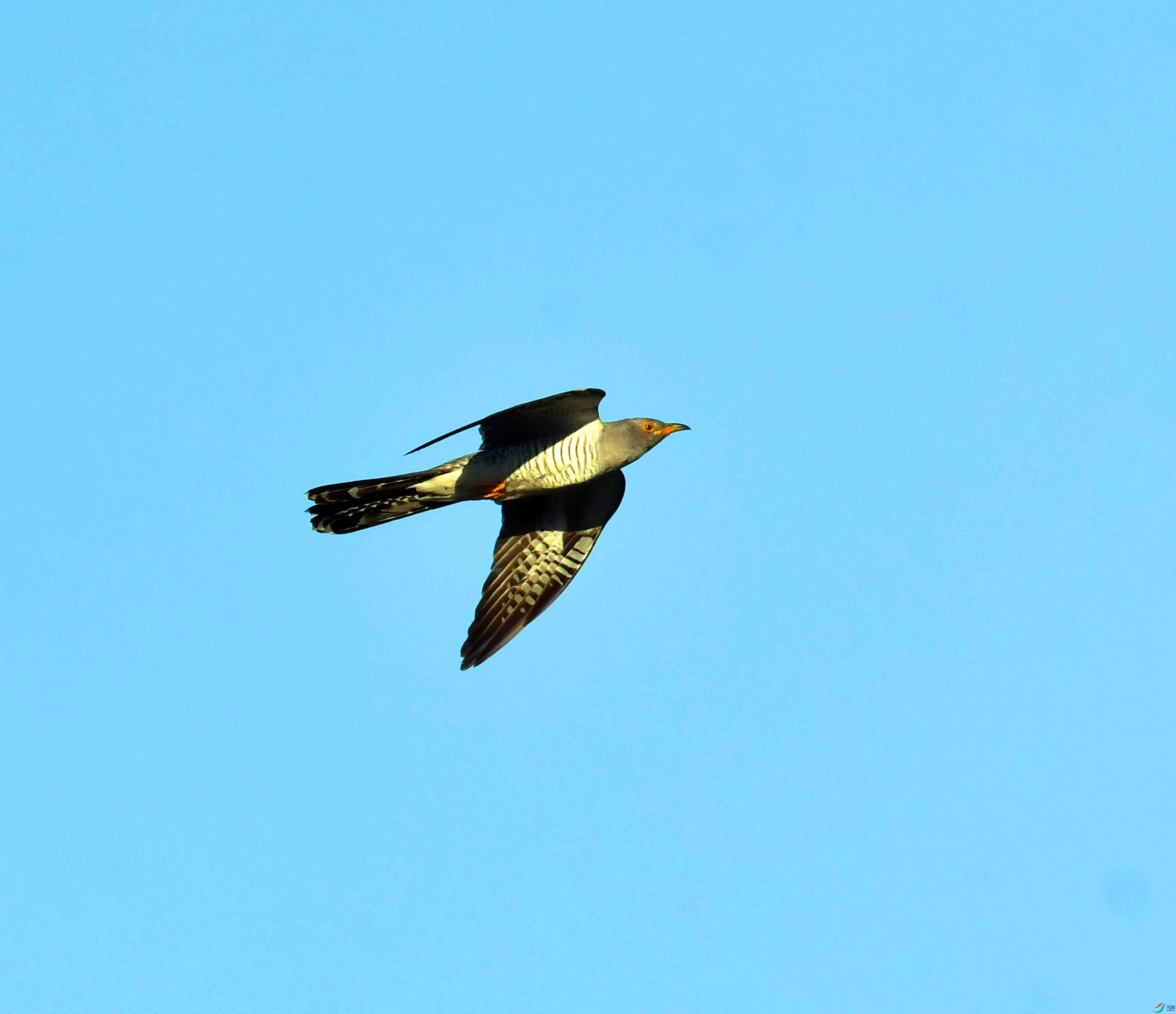 DSC_9286.JPG
