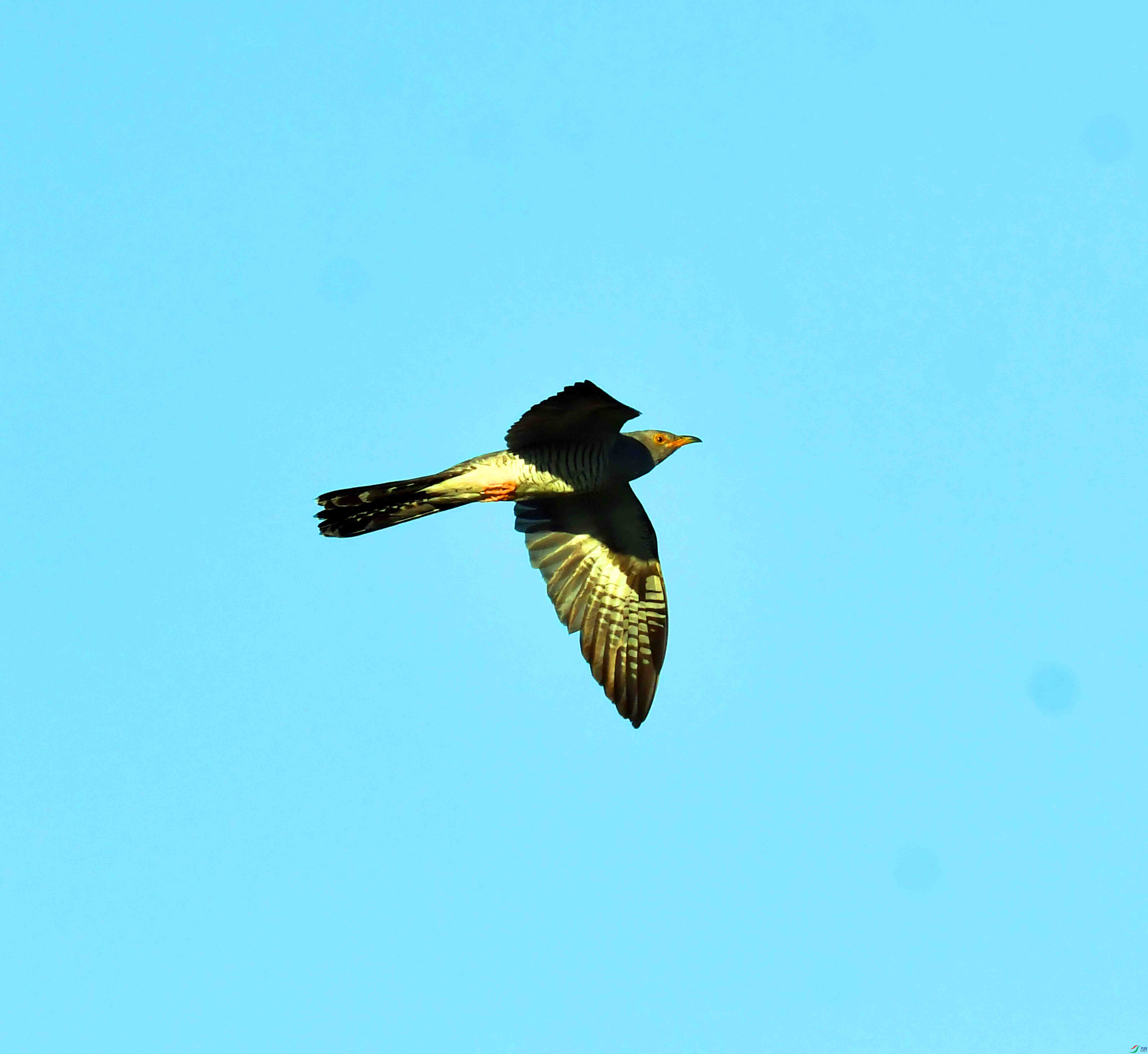 DSC_9287.JPG