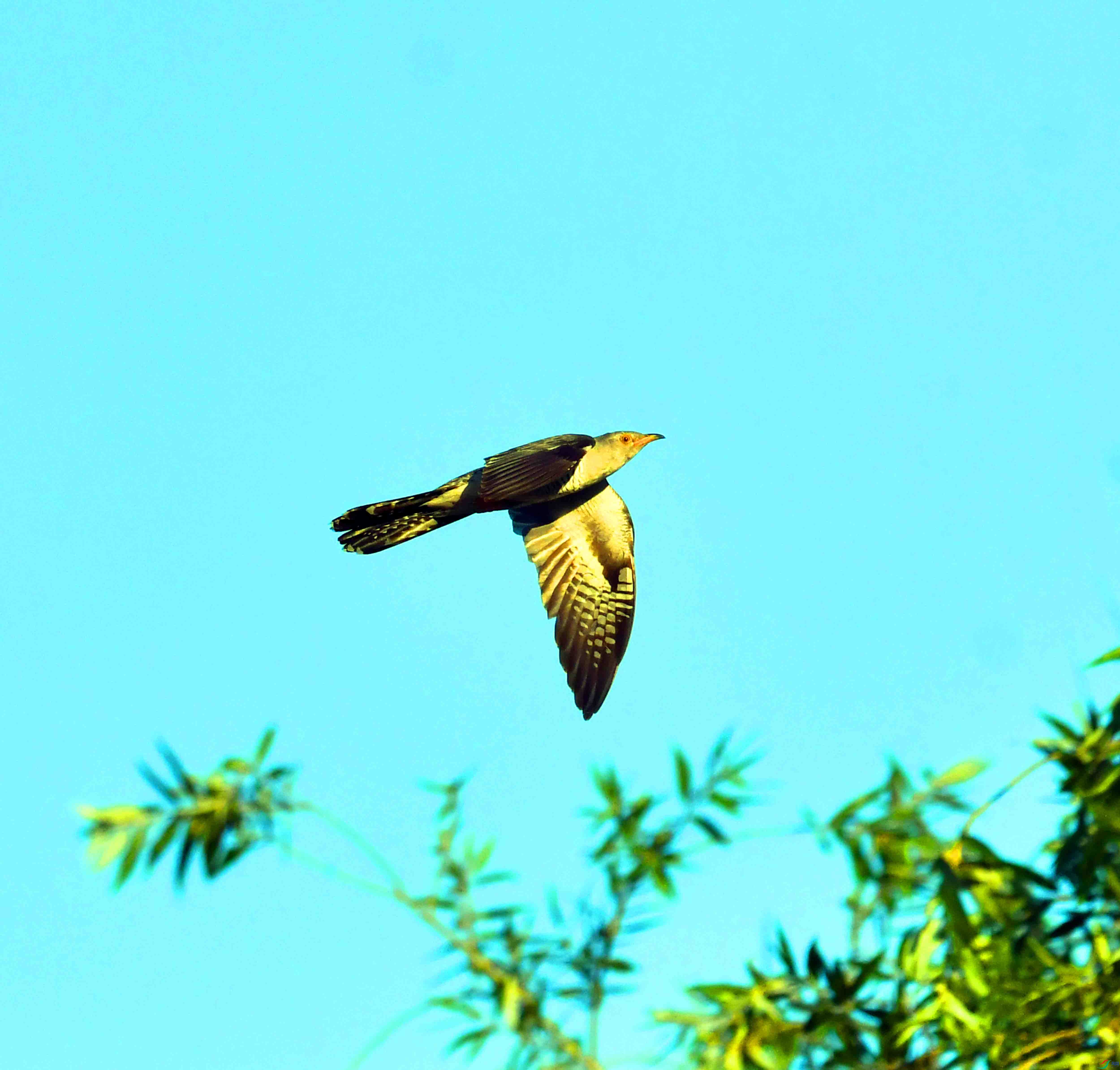 DSC_9327.JPG