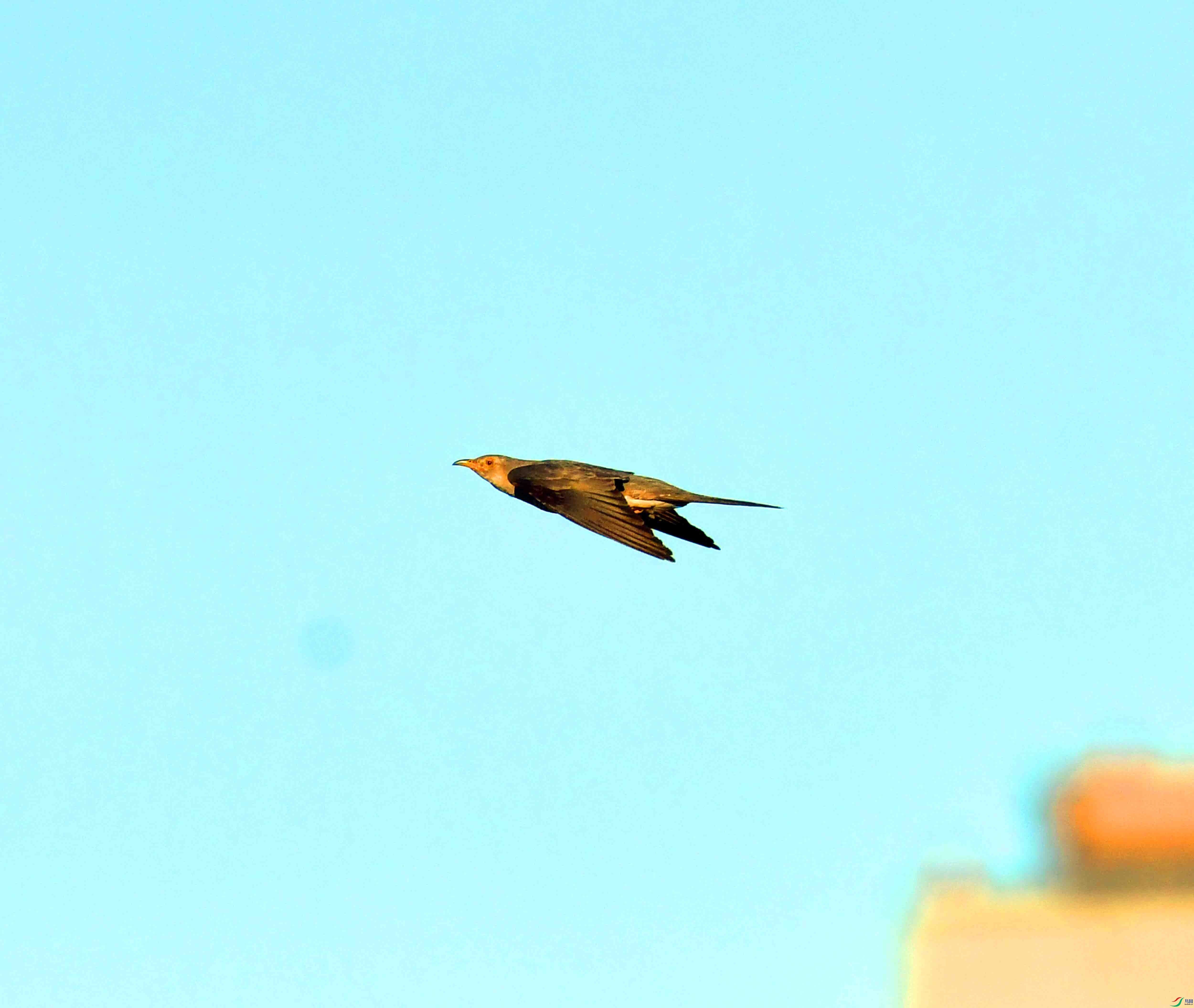 DSC_9342.JPG