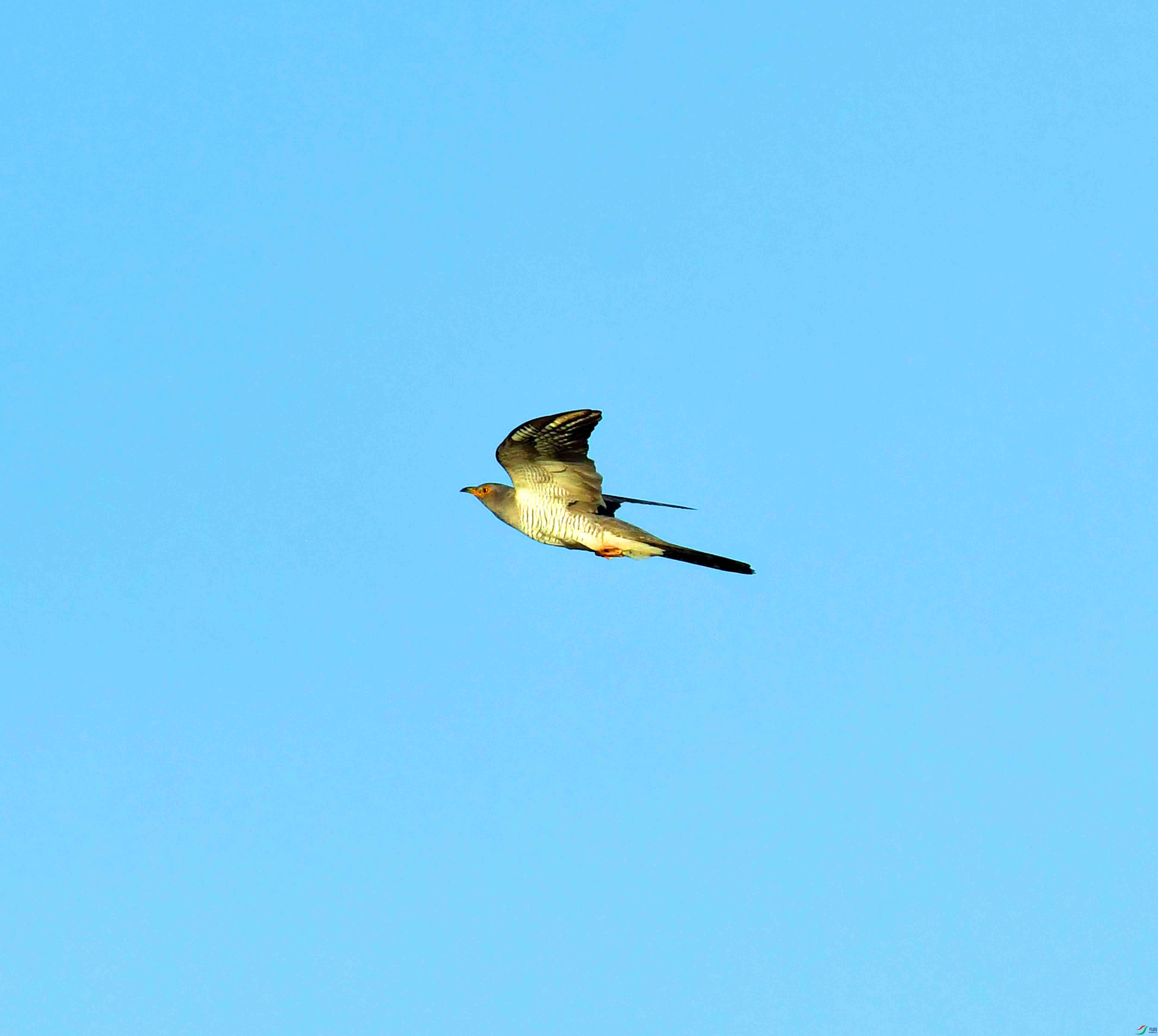 DSC_9346.JPG