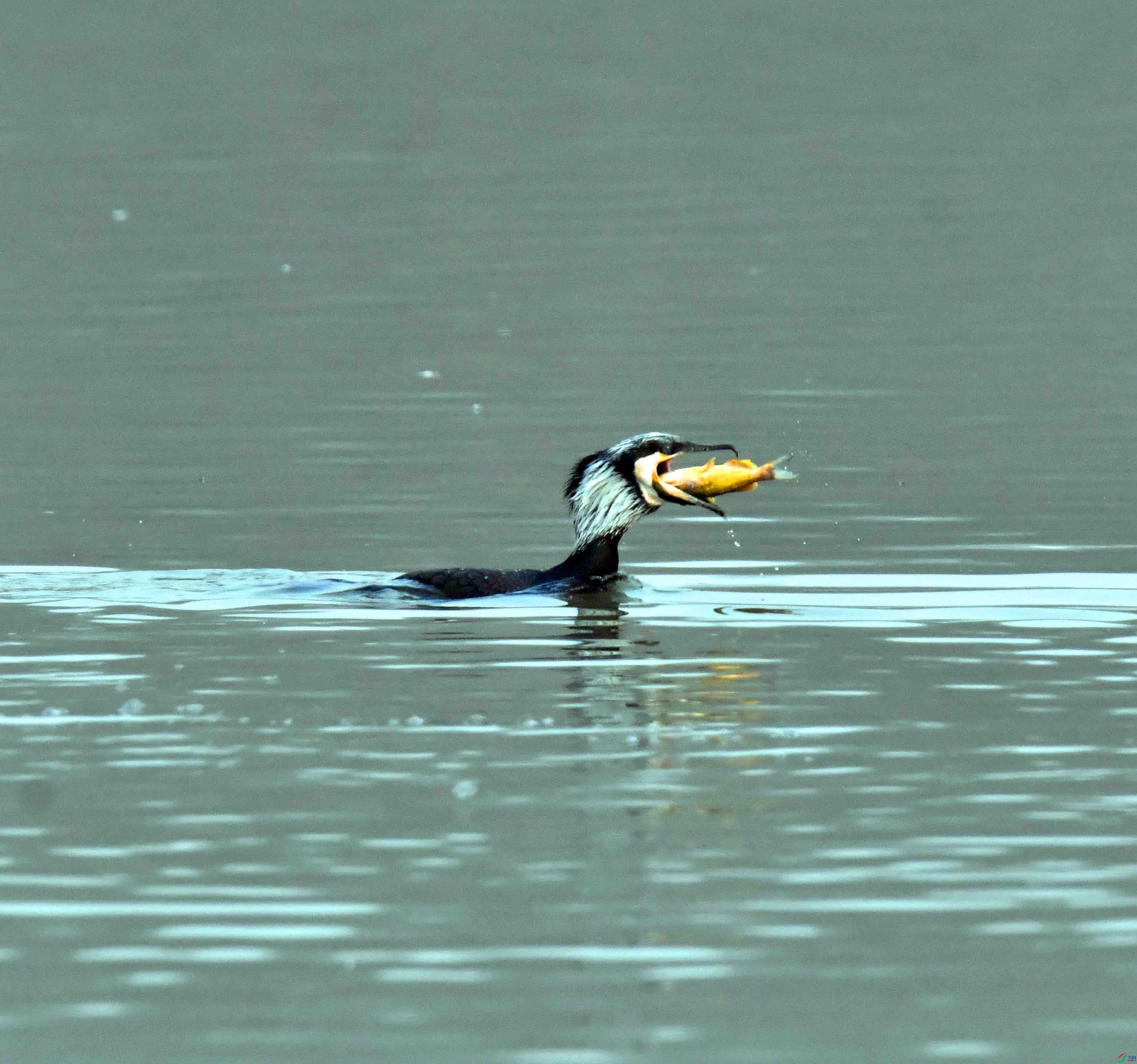 DSC_8833.JPG