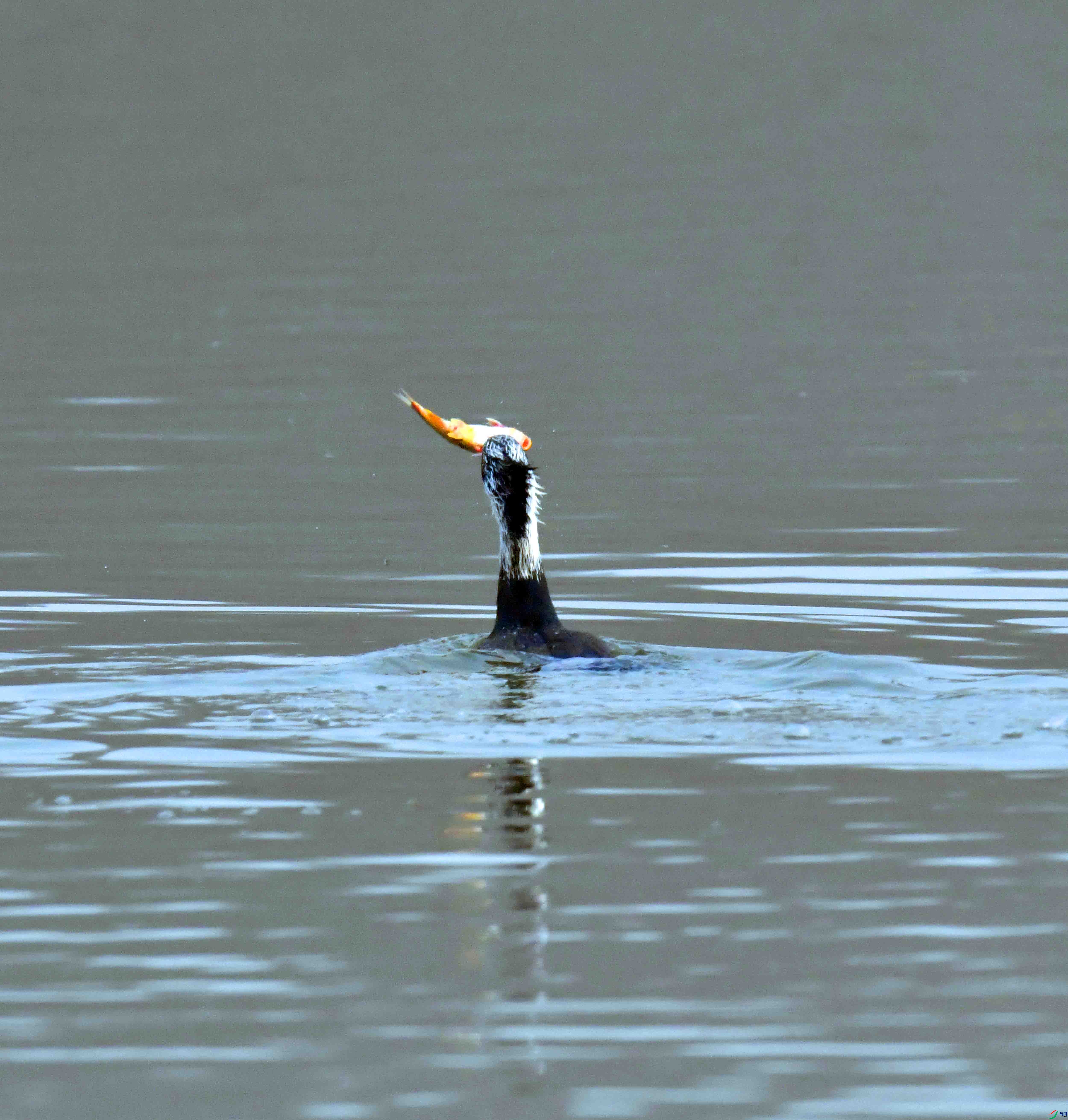 DSC_8853.JPG