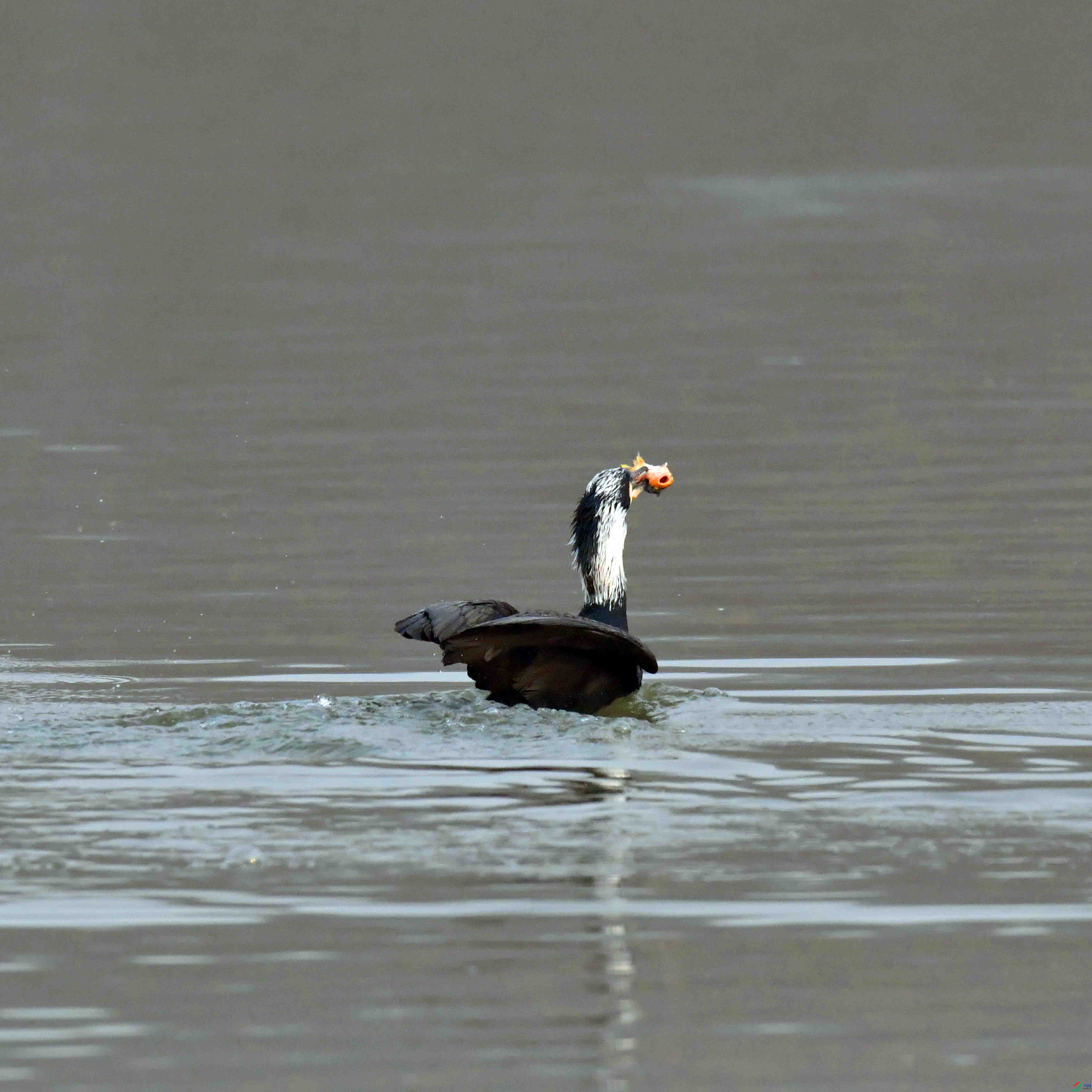 DSC_8863.JPG