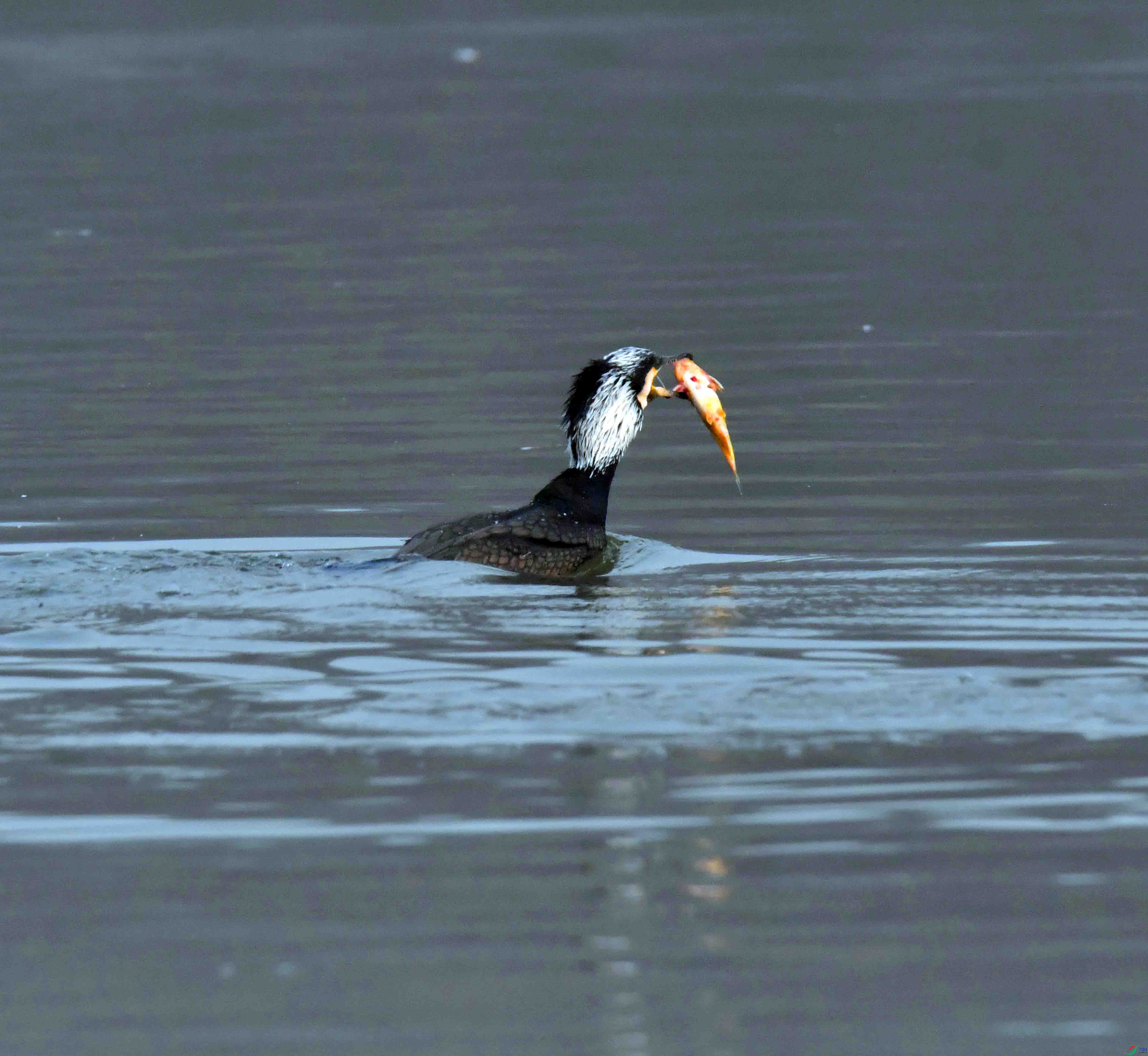 DSC_8868.JPG