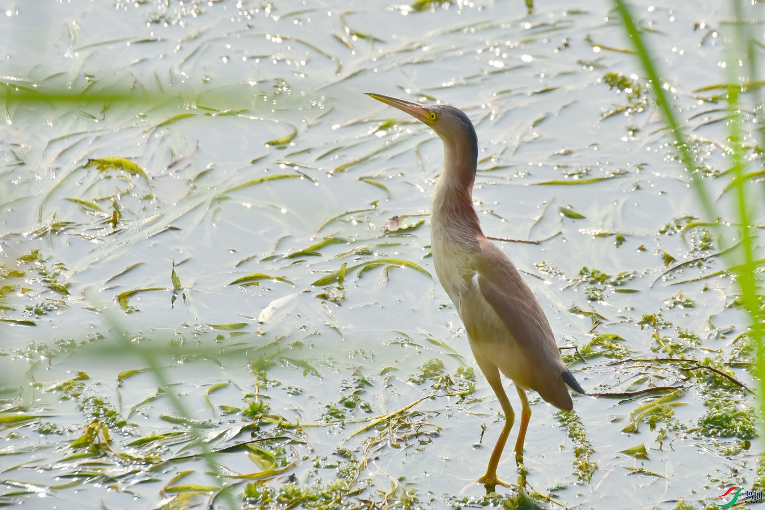 DSC_8238.JPG