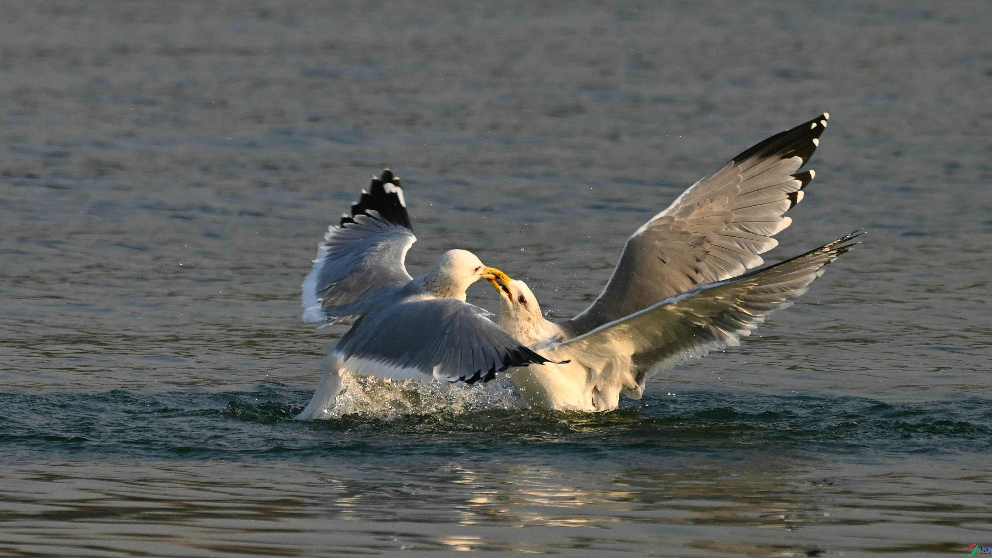 DSC_7100.JPG