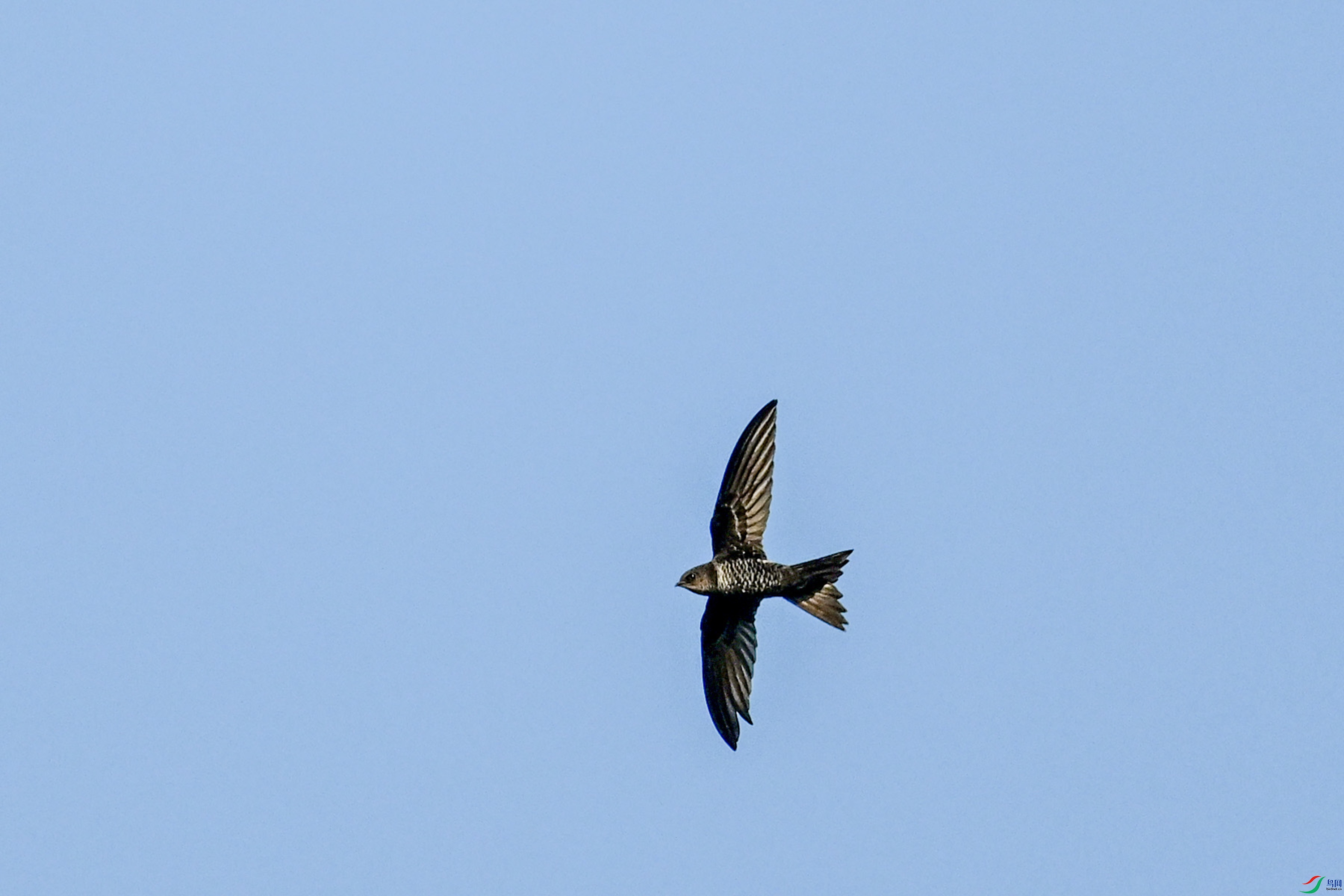 DSC_6161.JPG