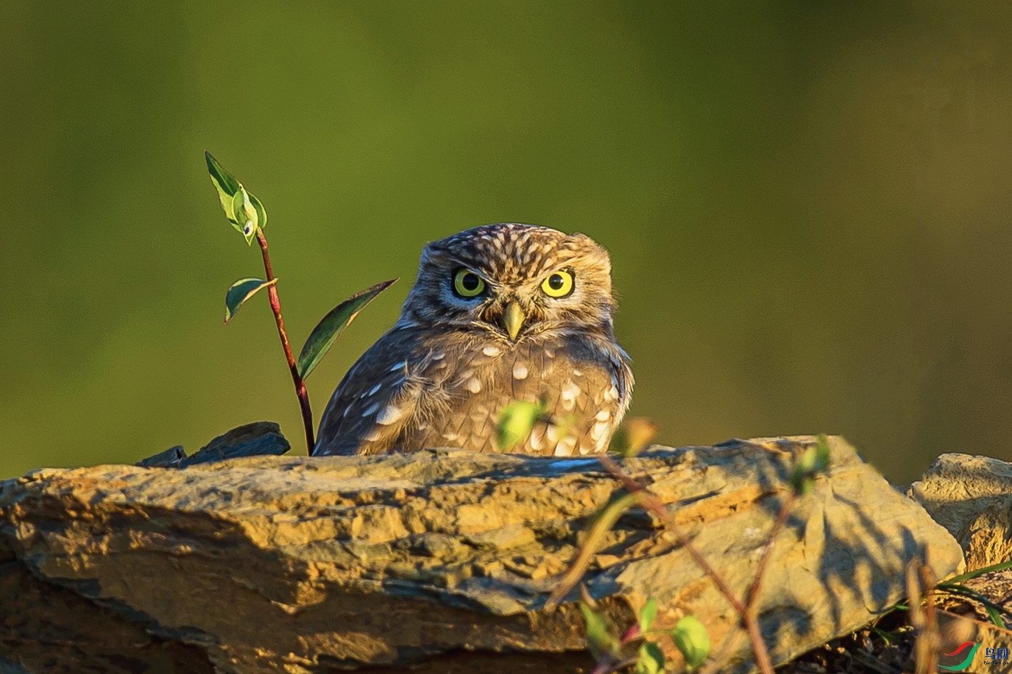 _MG_1014 ���� 2.jpg