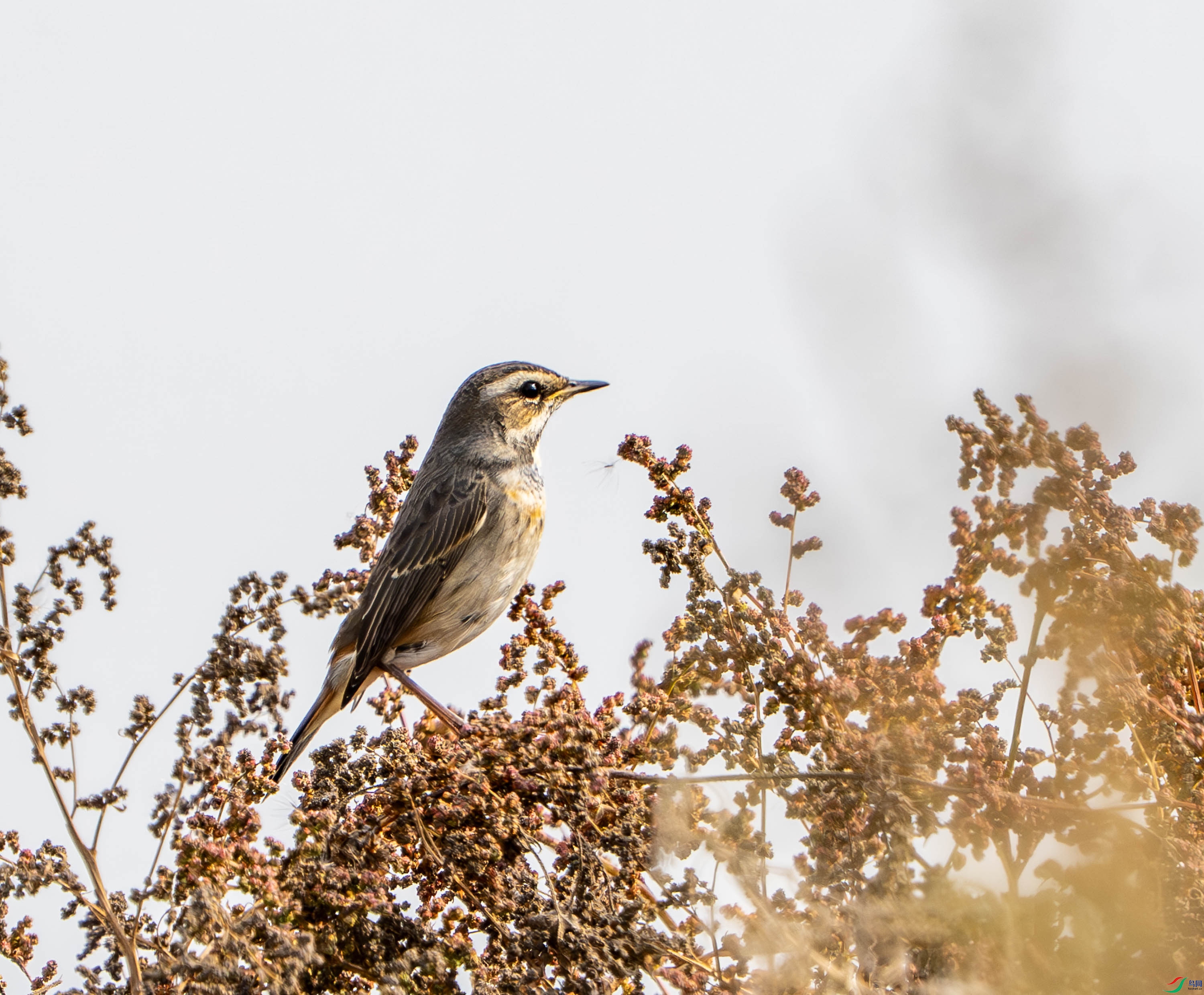 �������-12 (2).jpg