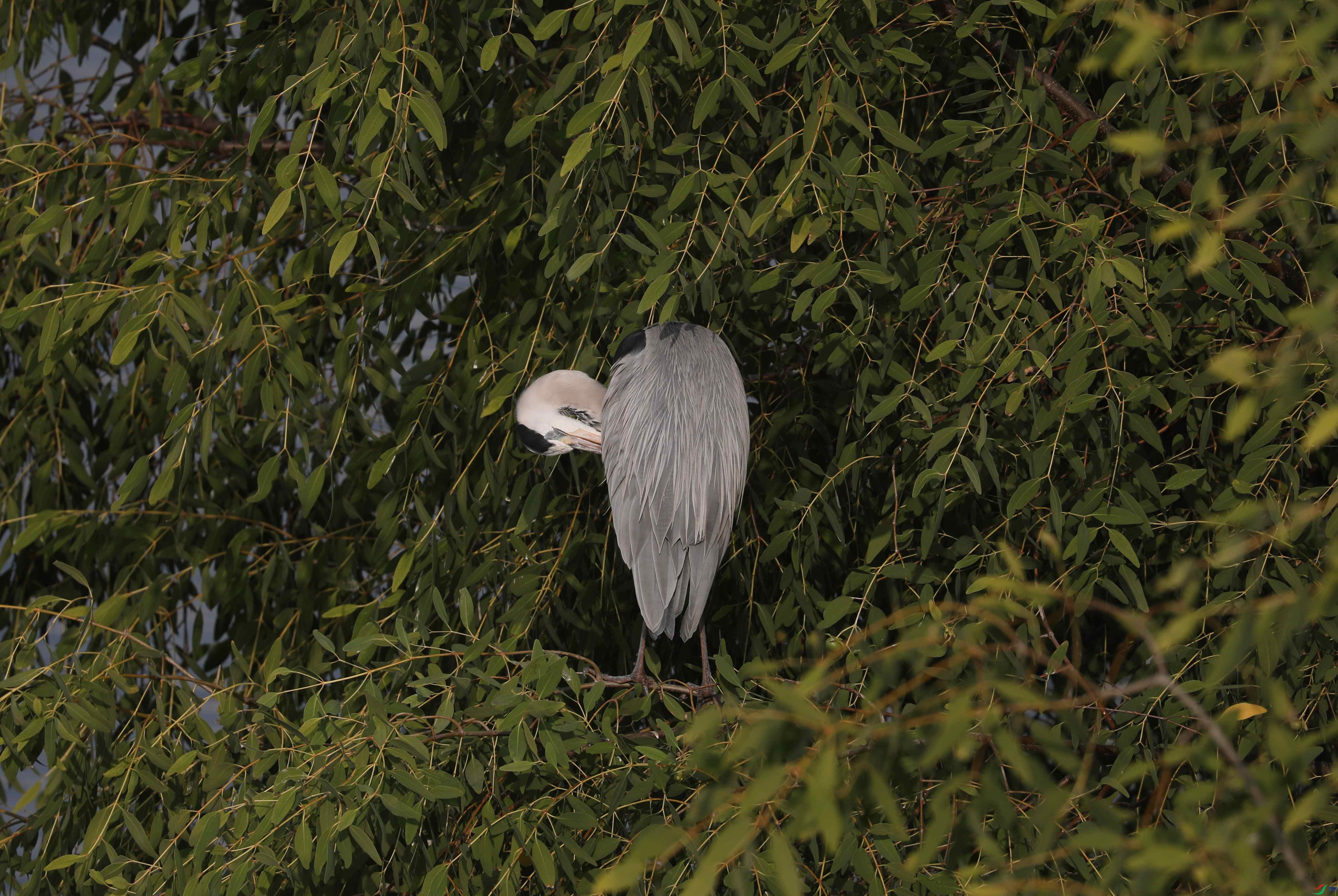 BL7A7922.JPG