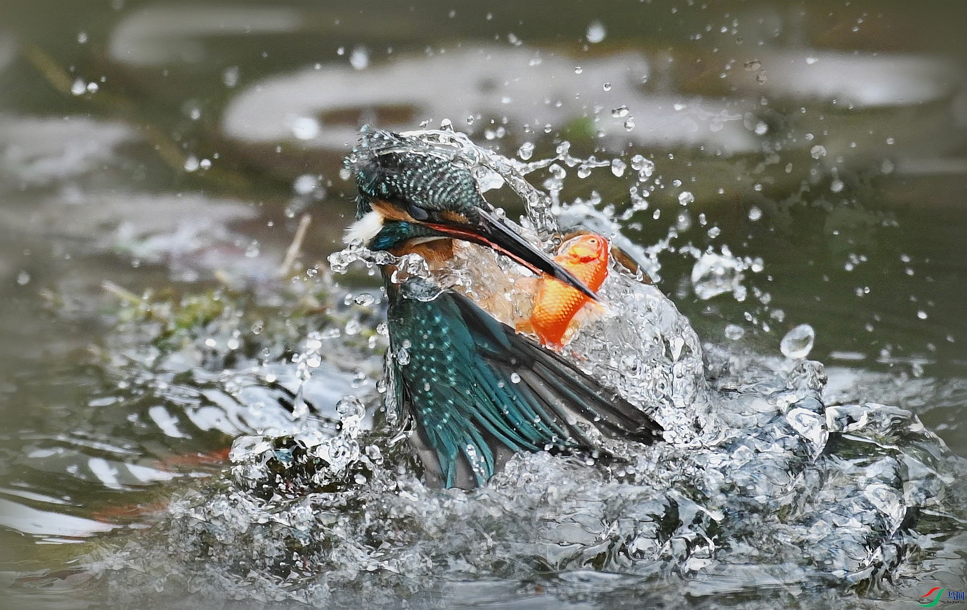 DSC_3915_����_����.jpg