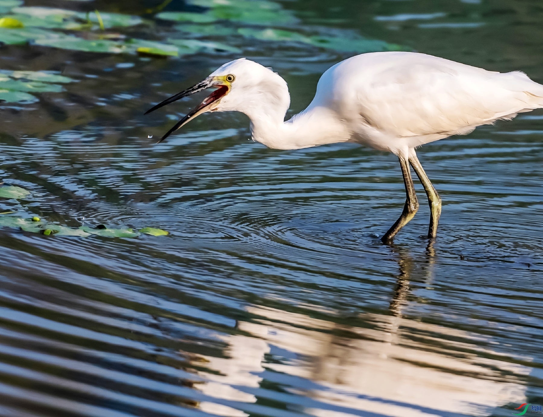 DSC_7105---_conew1.jpg