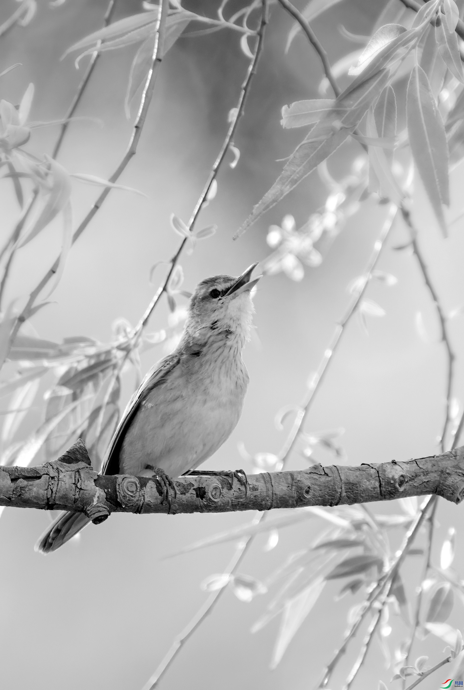 DSC06461 ����_����.jpg