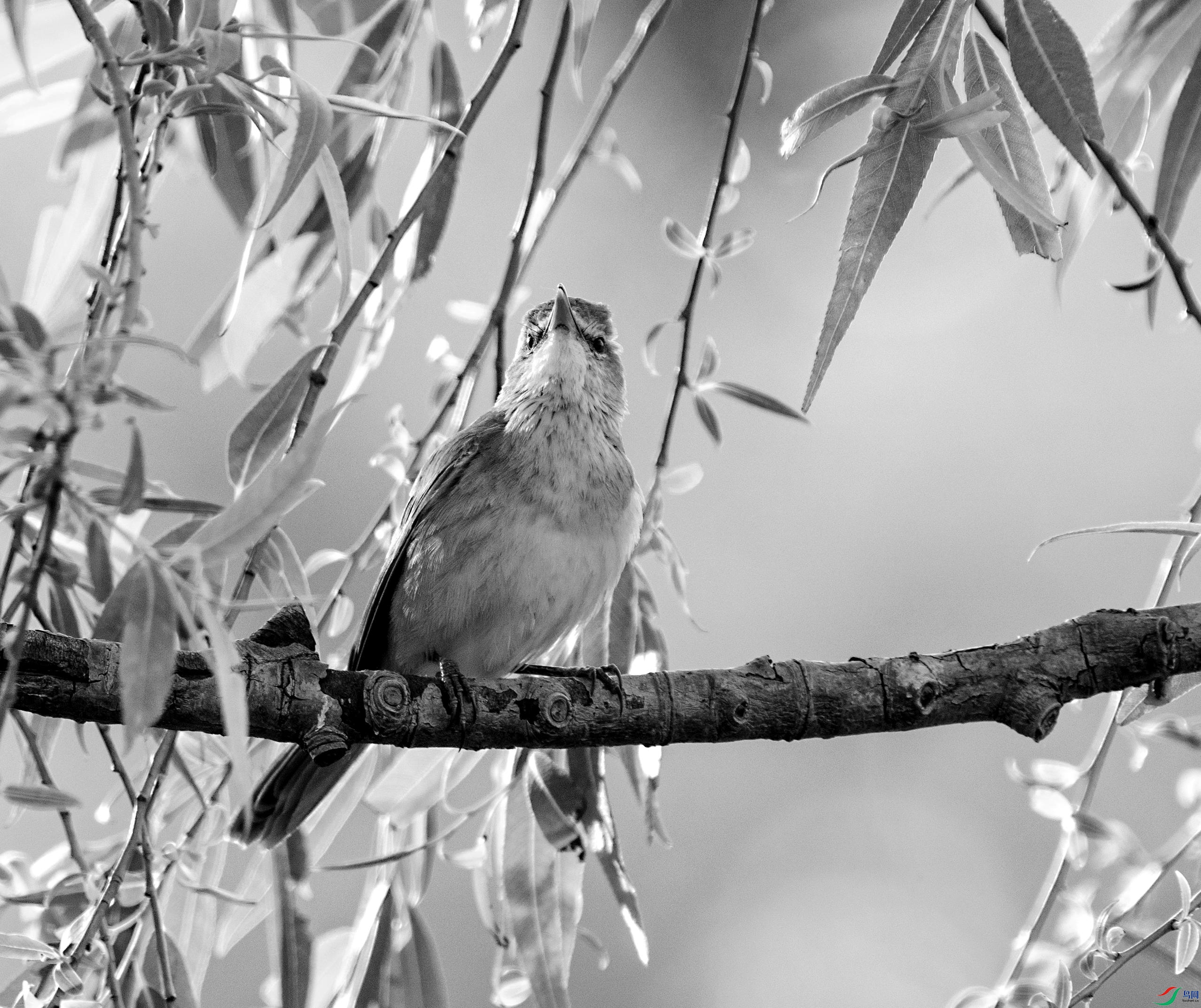 DSC06488 ����_����.jpg