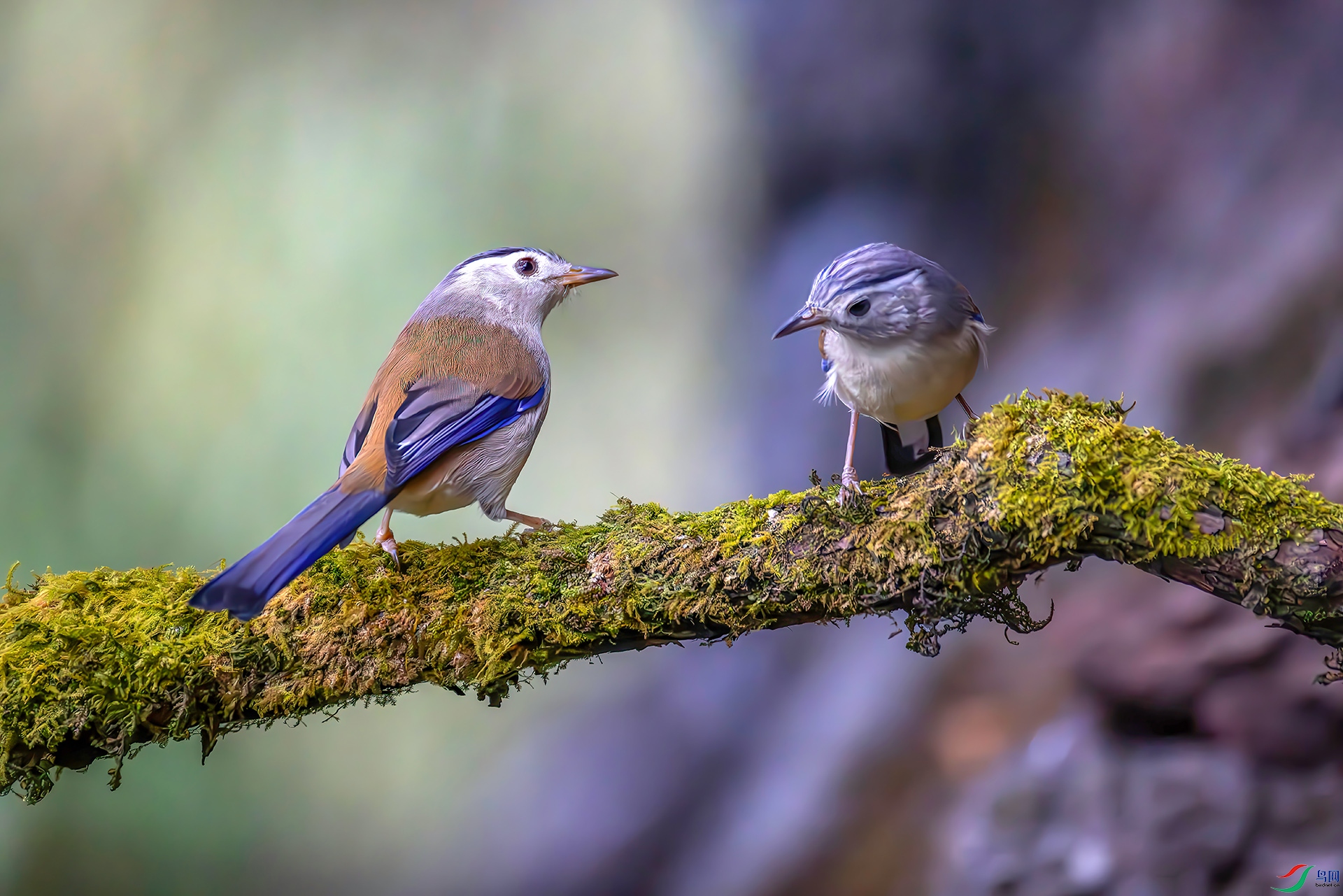 407A4932-----33  .jpg