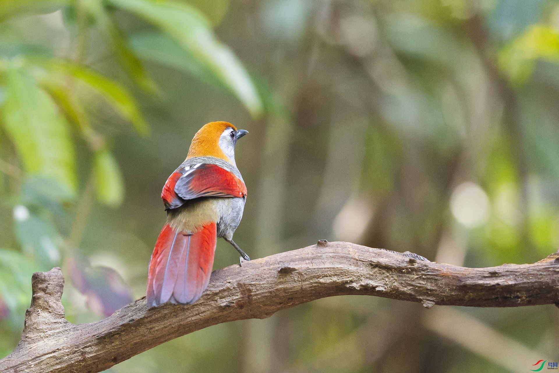 ��β����