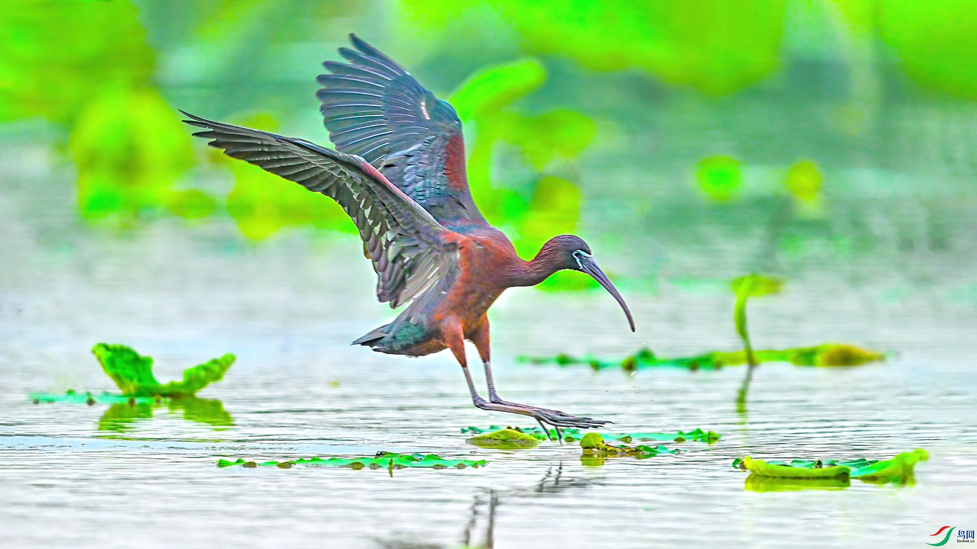 XHH_8693  ����.jpg