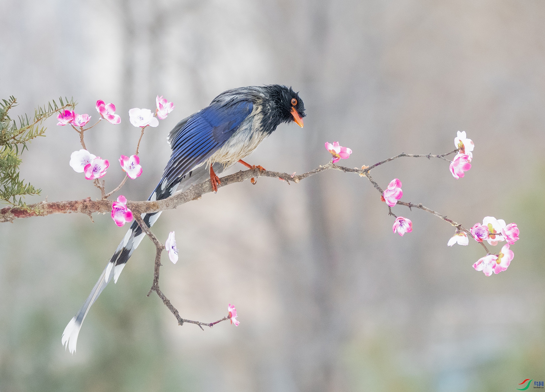 DSC_6632_��ͼ�� ����.jpg