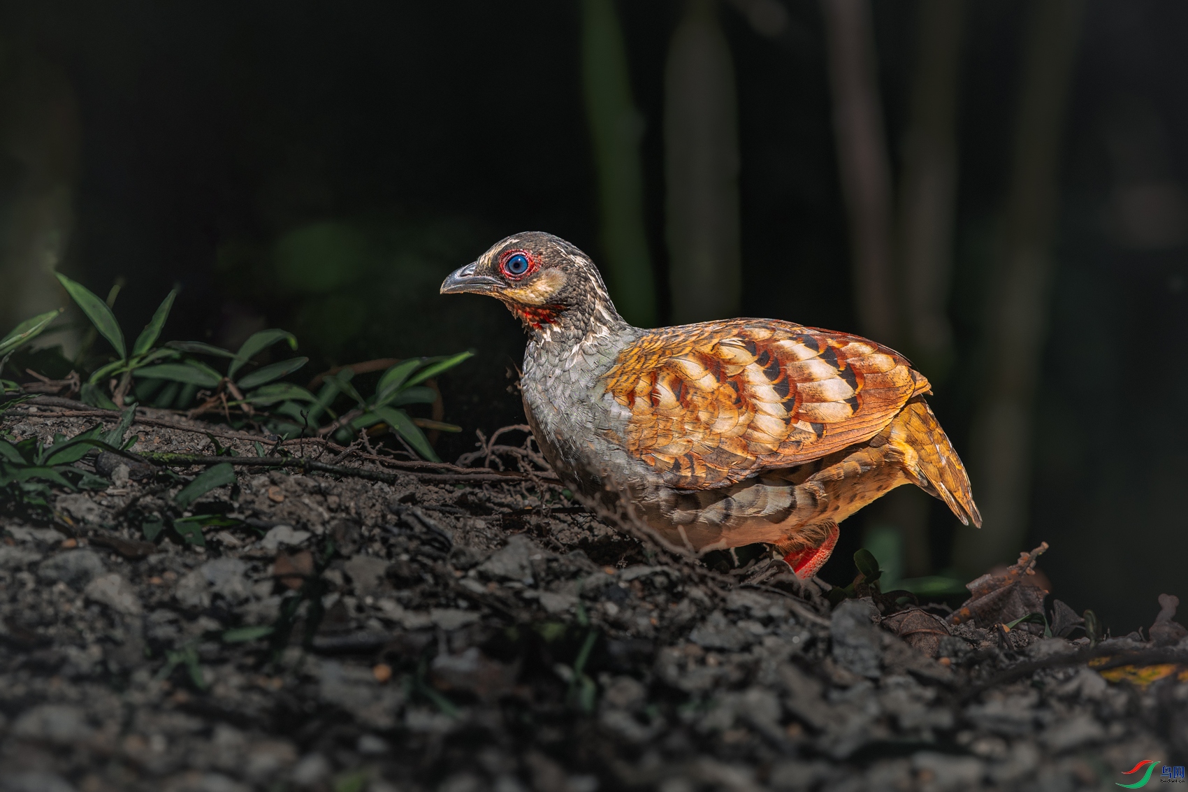 ����ɽ���----��Ȼ����