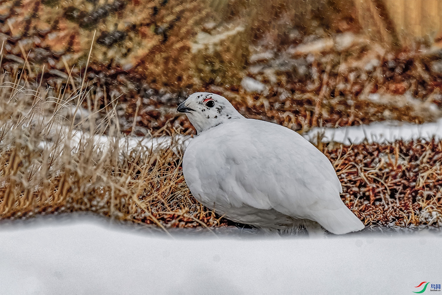 DSC_6309.jpg