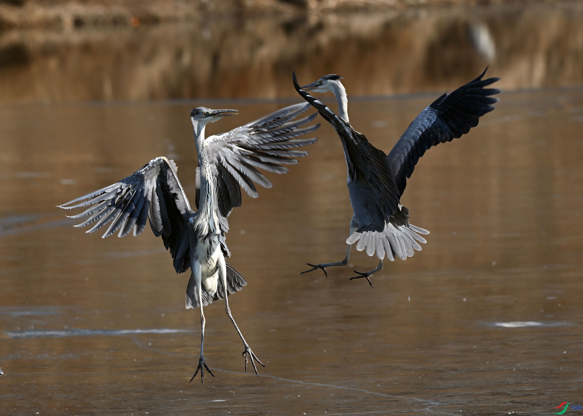 DSC_0876_441A.jpg