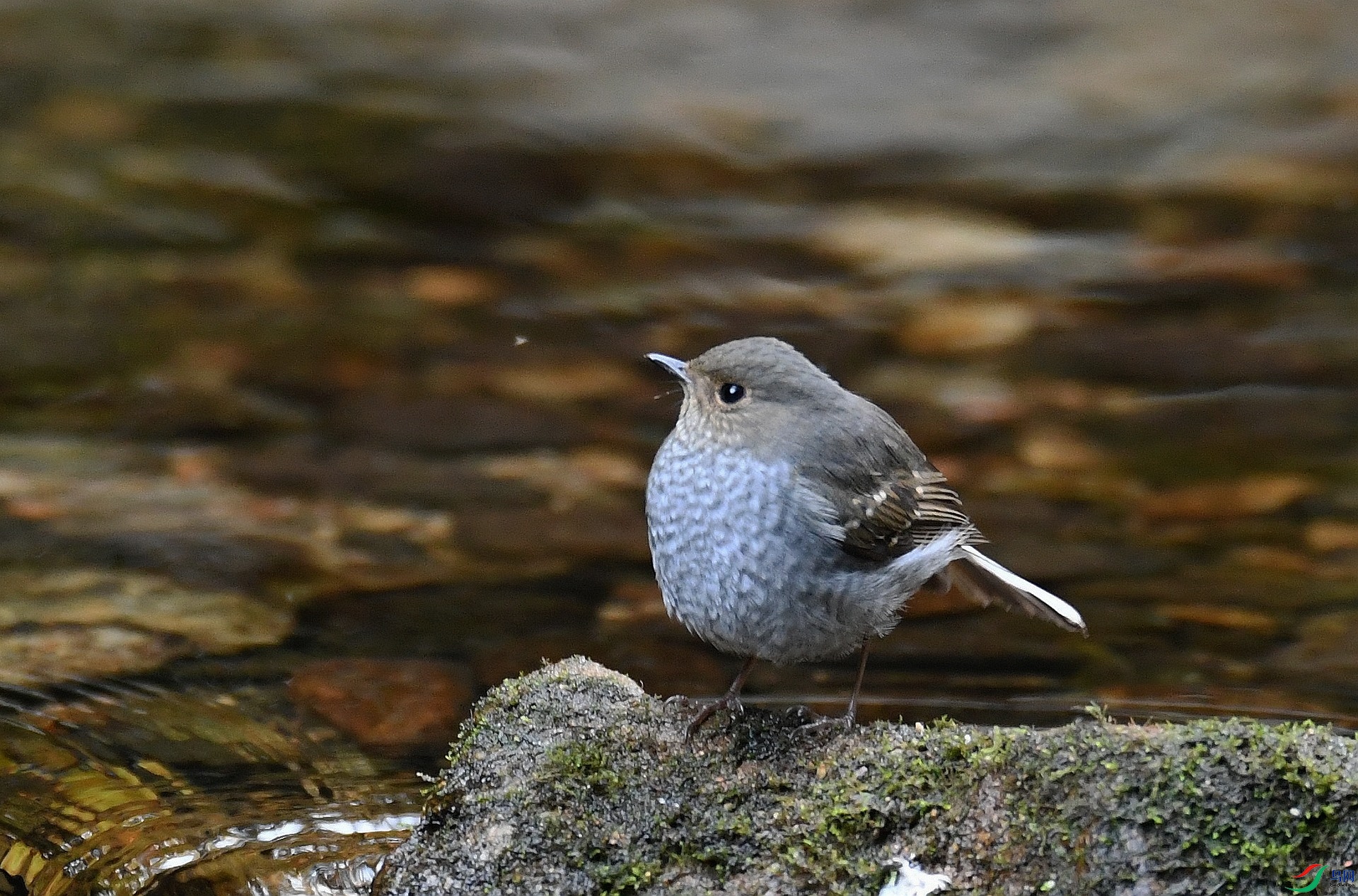 DSC_4937.jpg