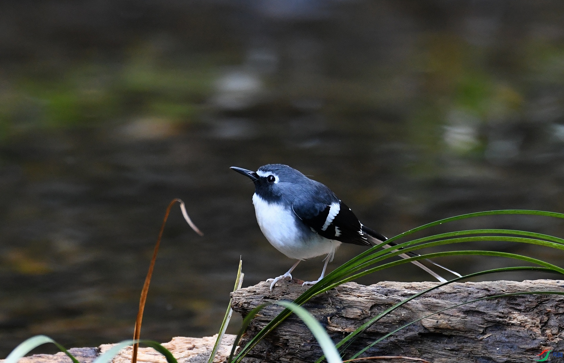 DSC_4959.jpg