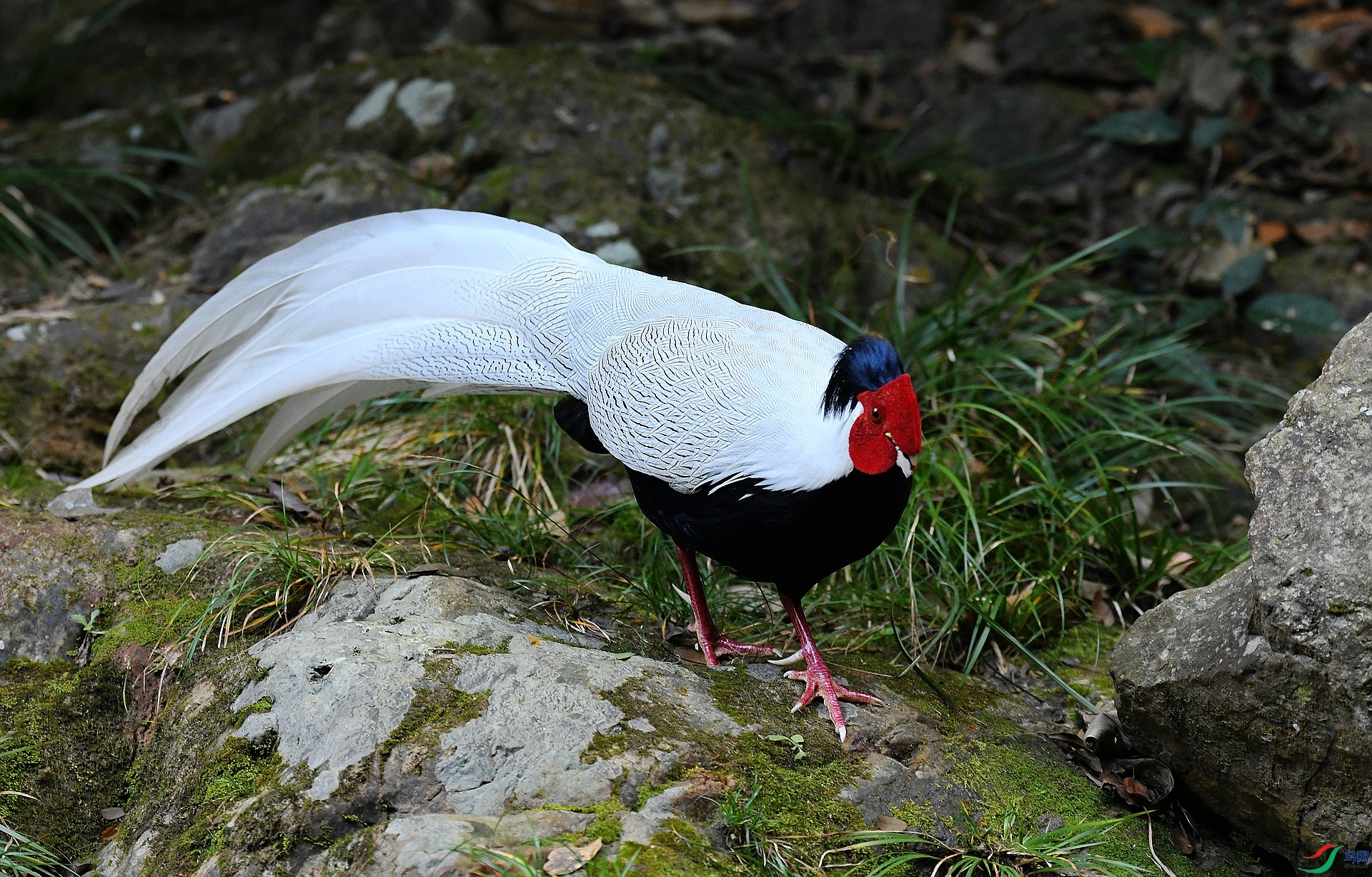 DSC_7017.jpg