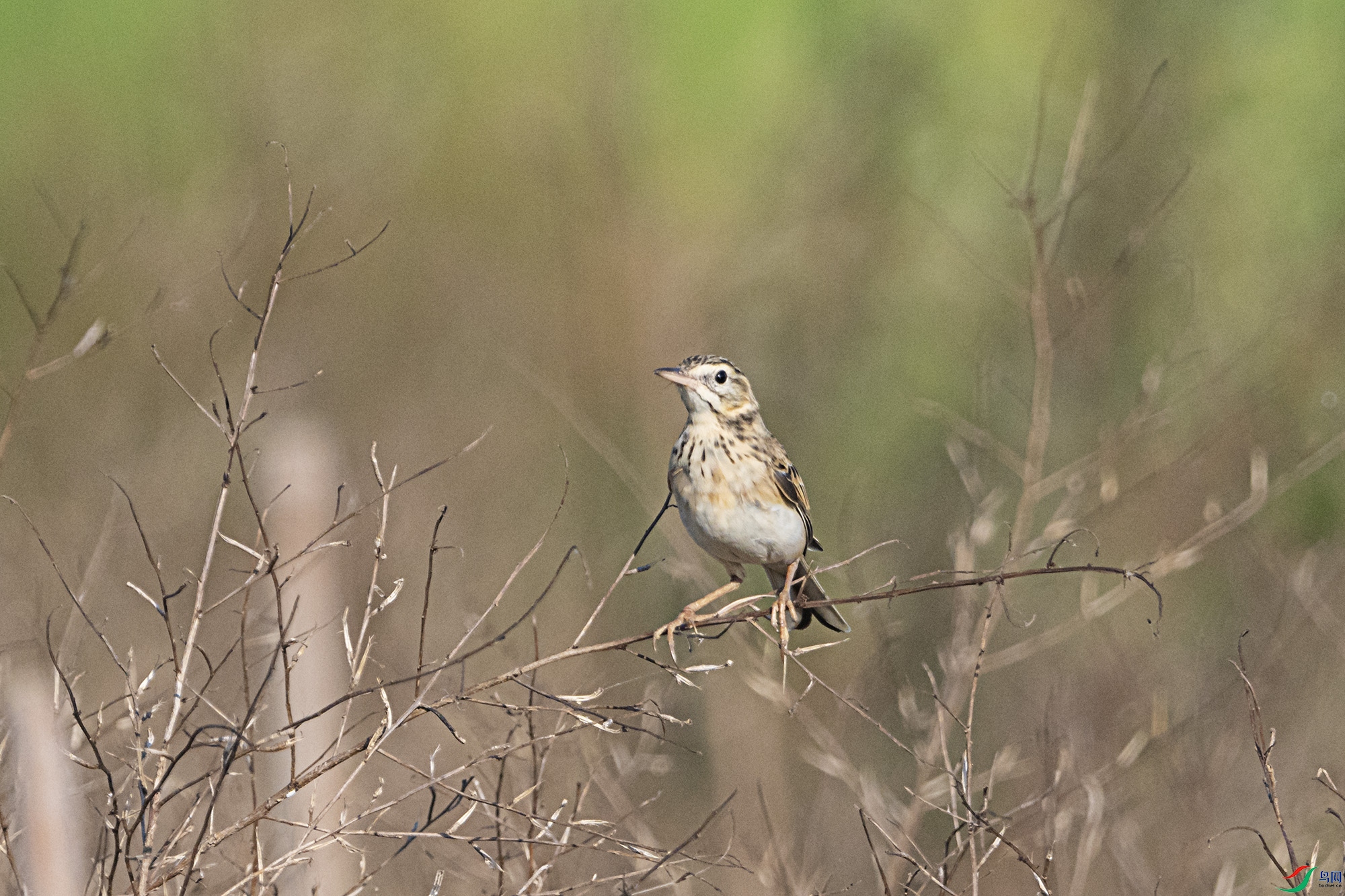 DSC_1378.jpg