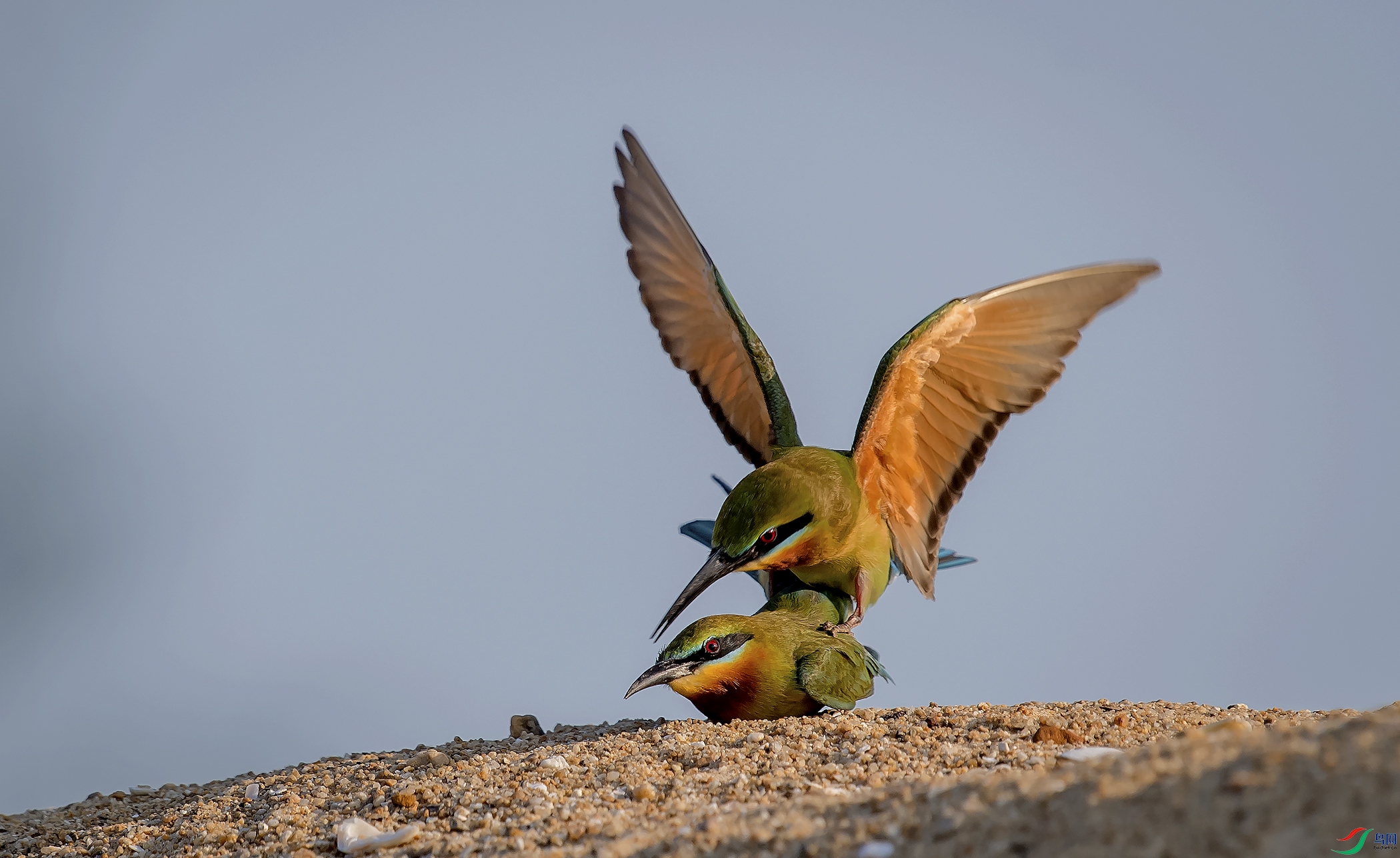 DSC_2248a.jpg