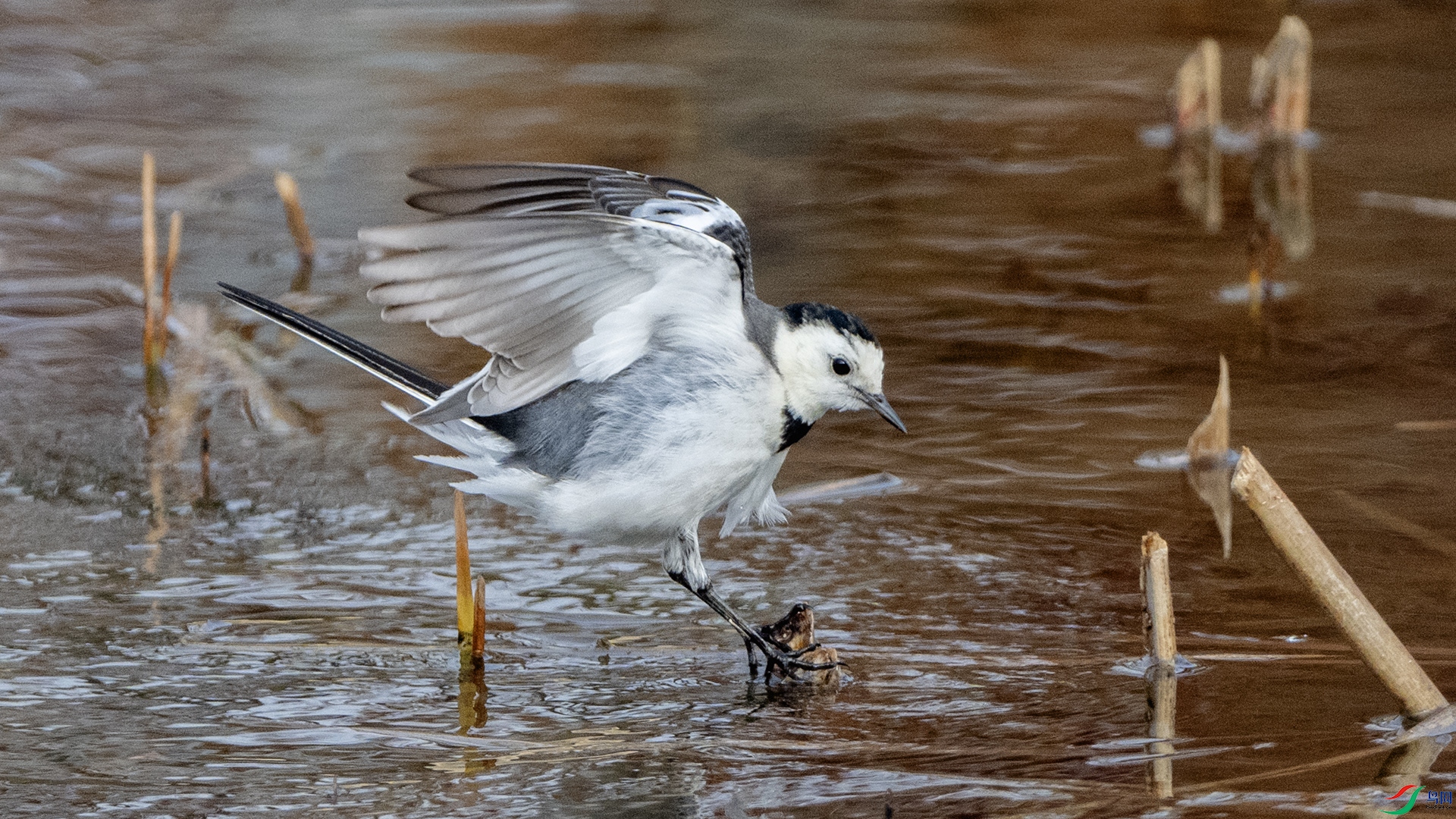 DSC_3943 ����.jpg