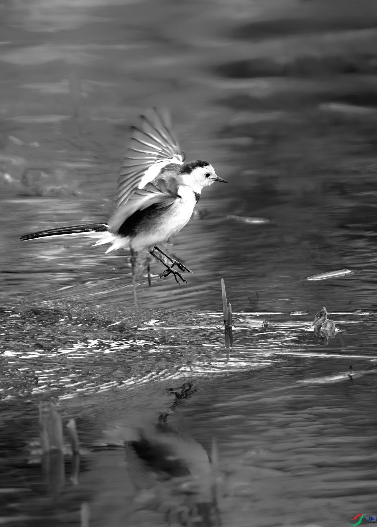 DSC_3937.jpg
