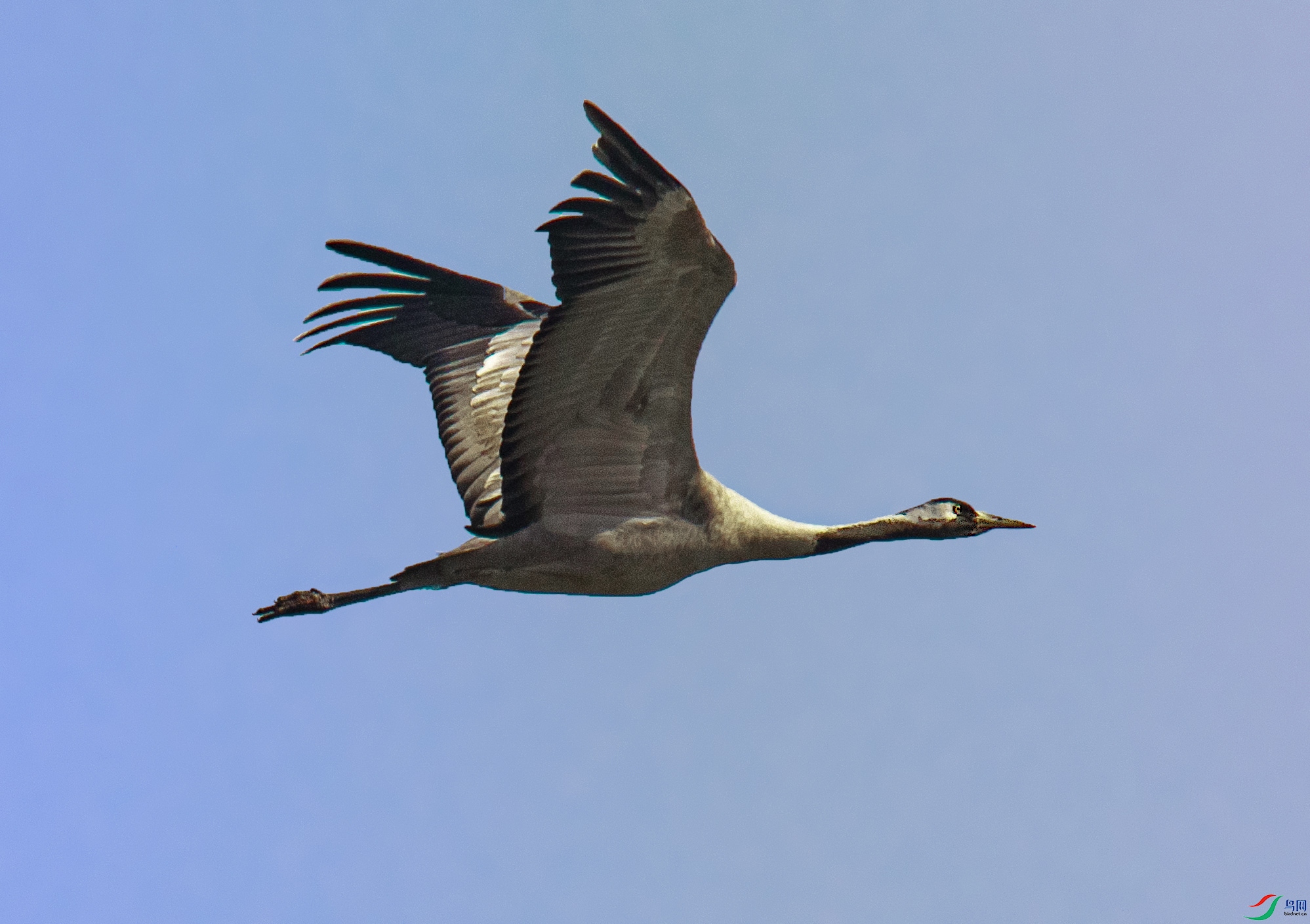 IMGL7915a.jpg