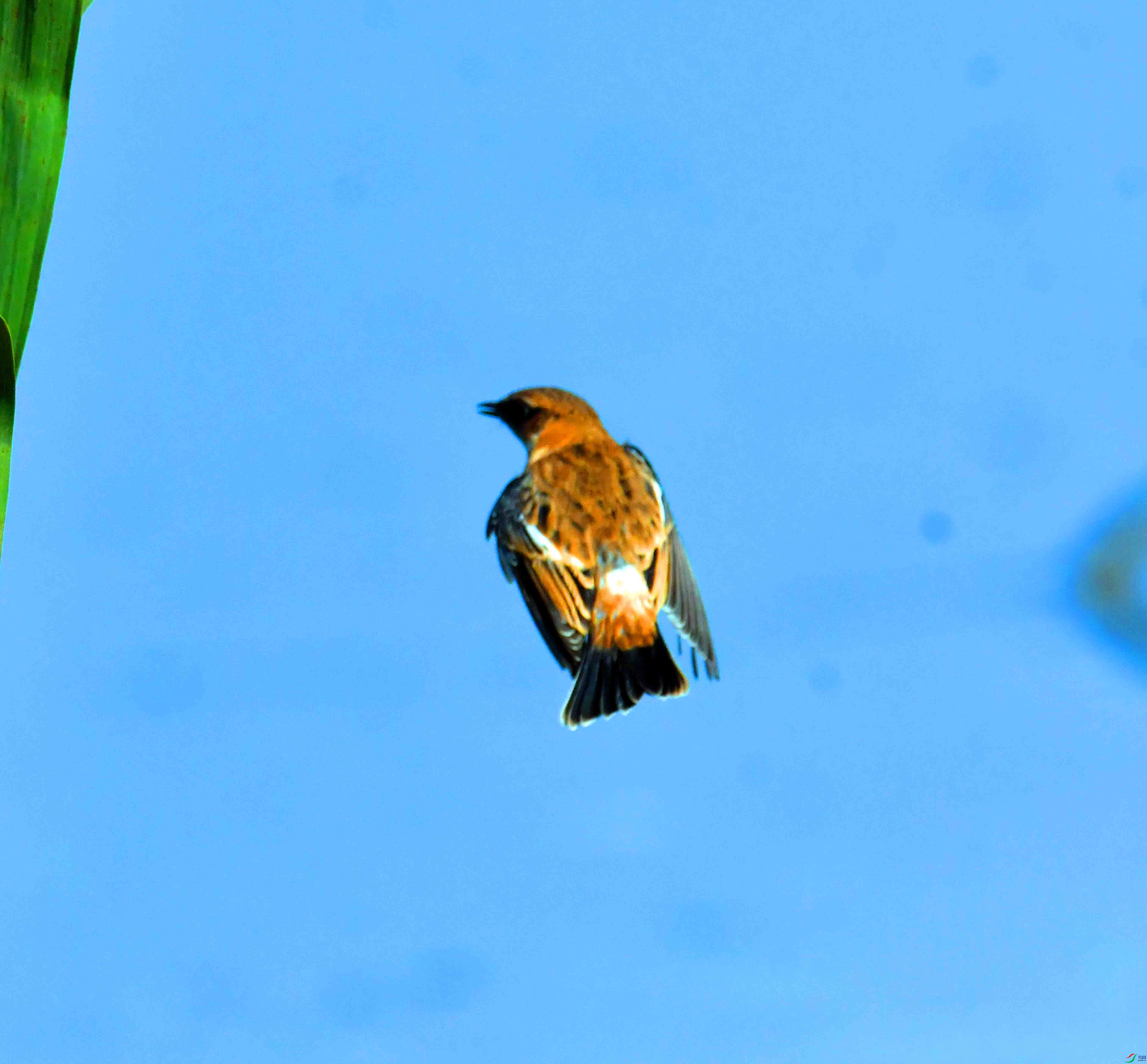 DSC_4325.JPG
