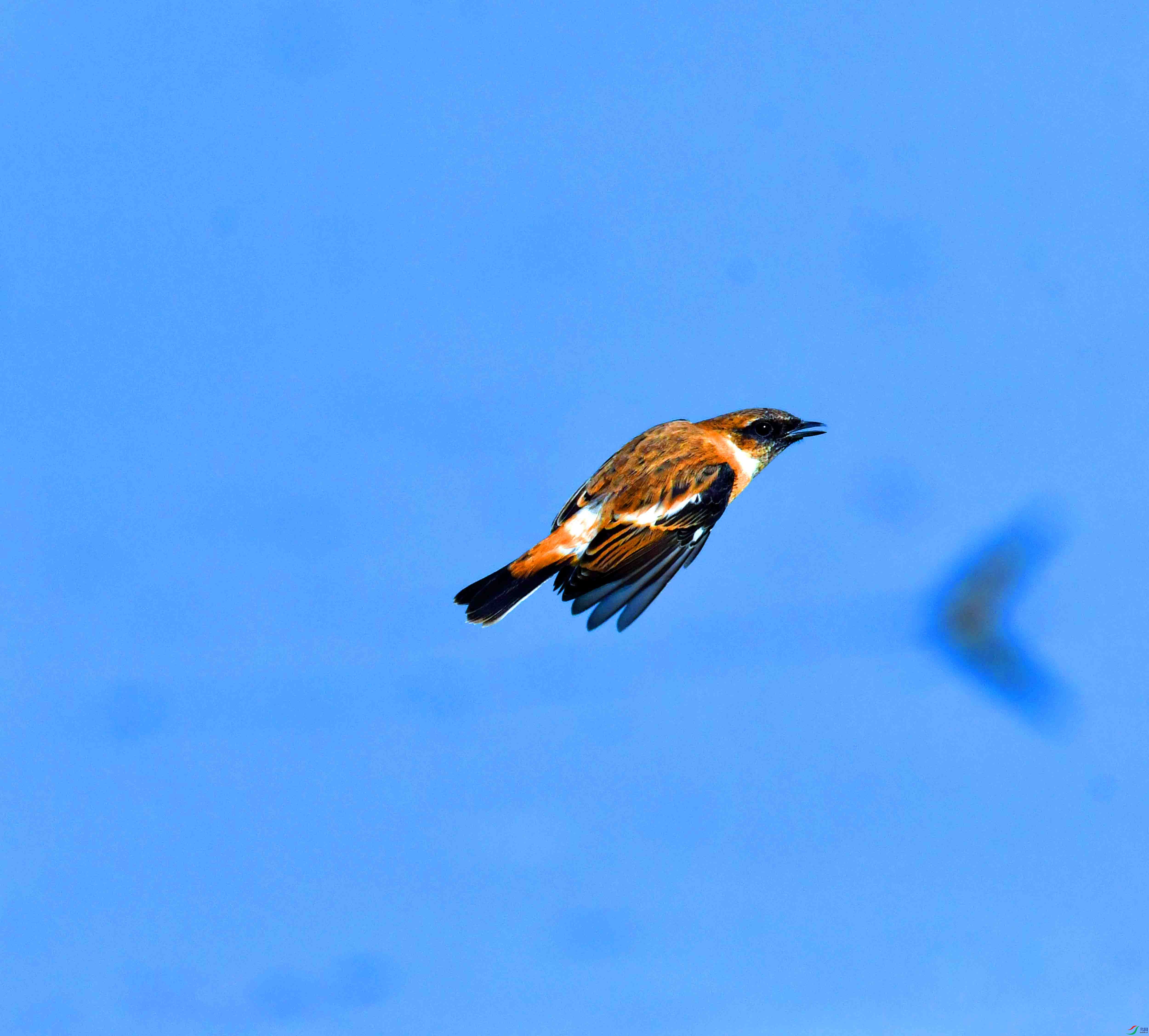DSC_4327.JPG