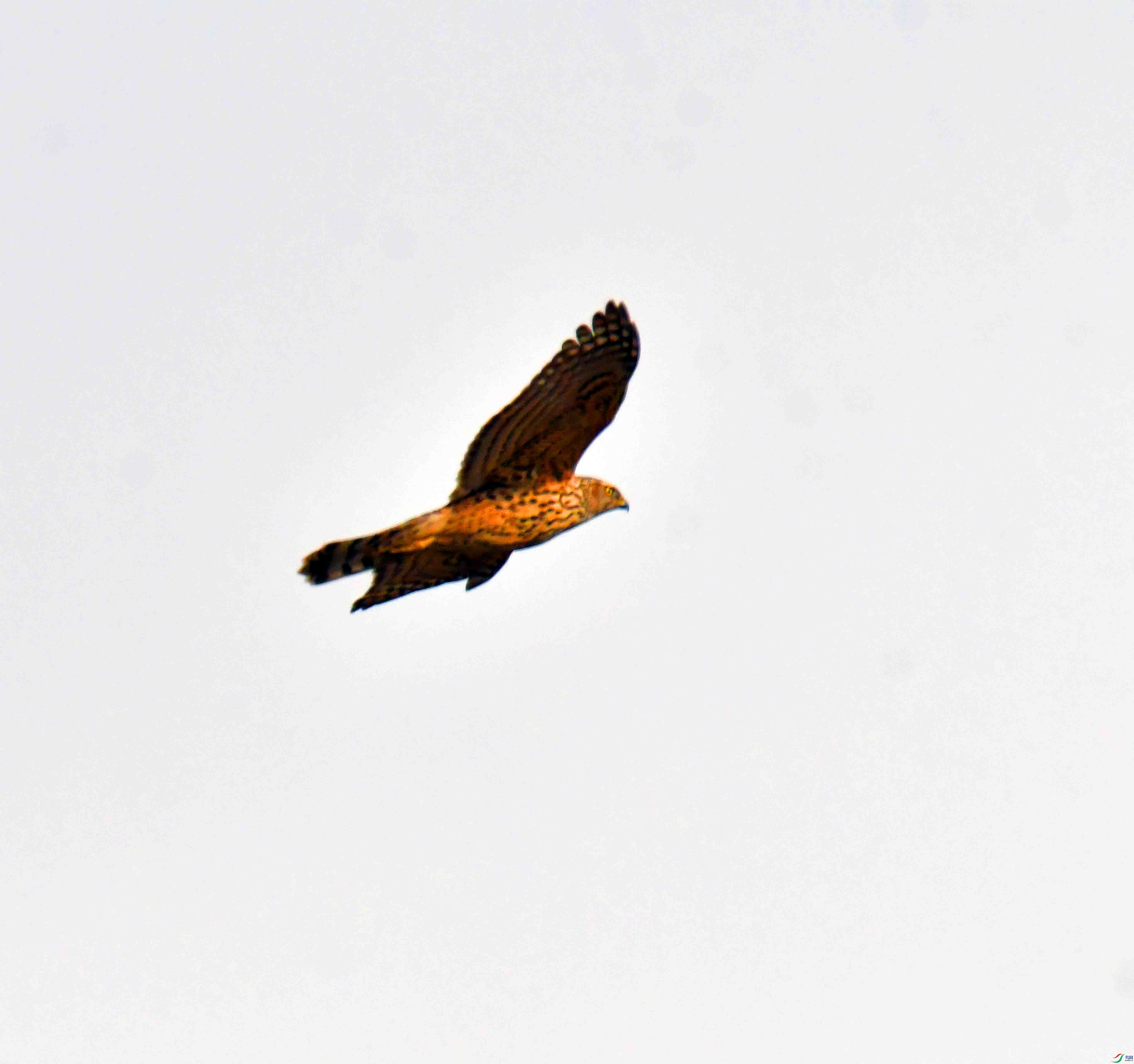 DSC_4166.JPG