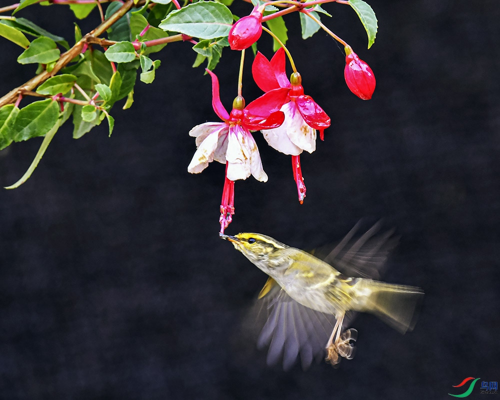 DSC_9111.jpg