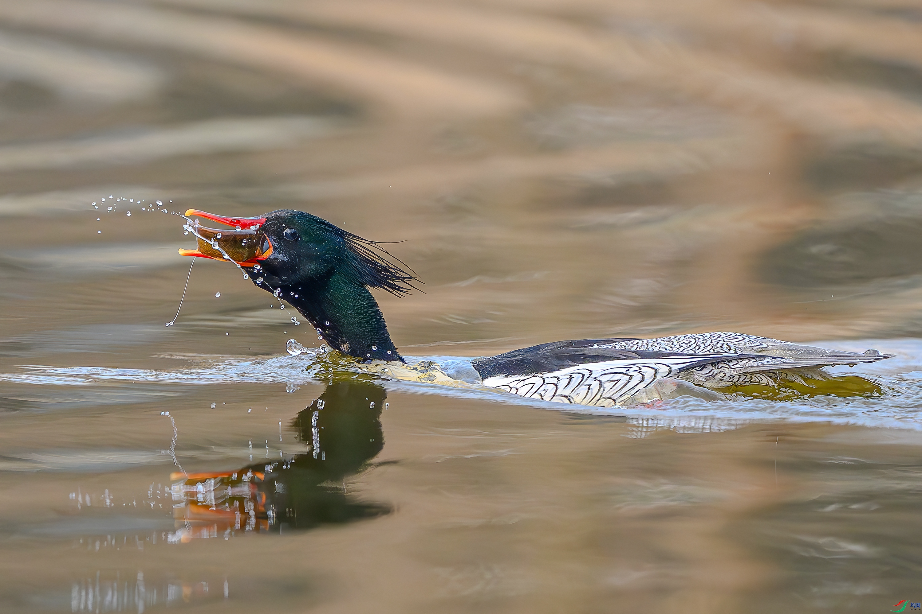 DSC_1144AB.jpg