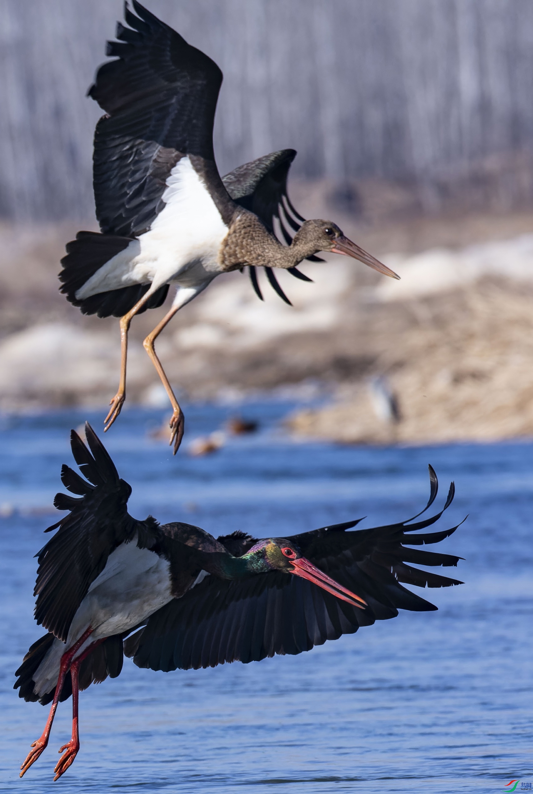 �ڹ�106-topaz-standard v2-1x.JPG