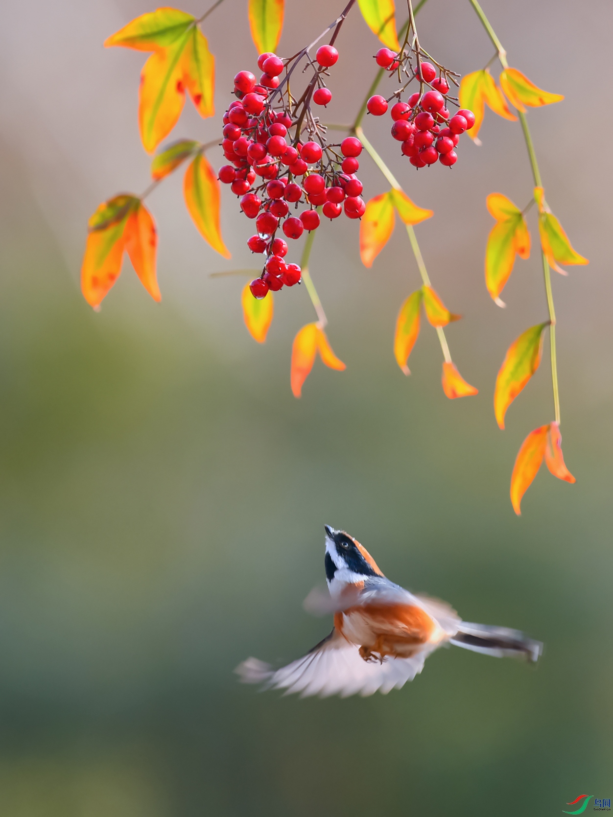 DSC_9528_DxOa.jpg